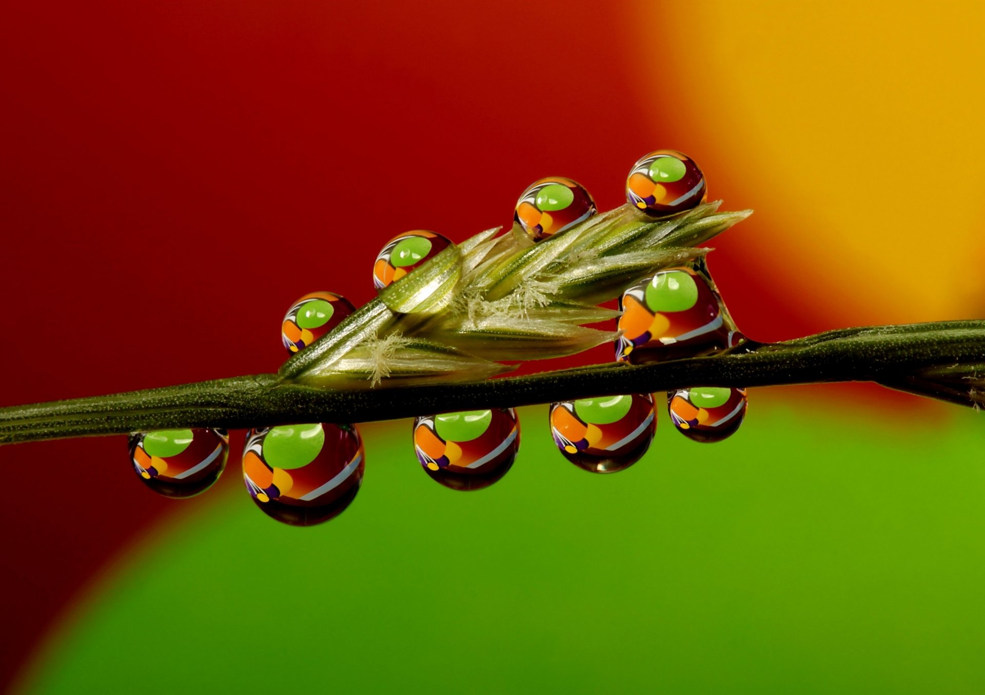 gras stamm tau tropfen wasser makro