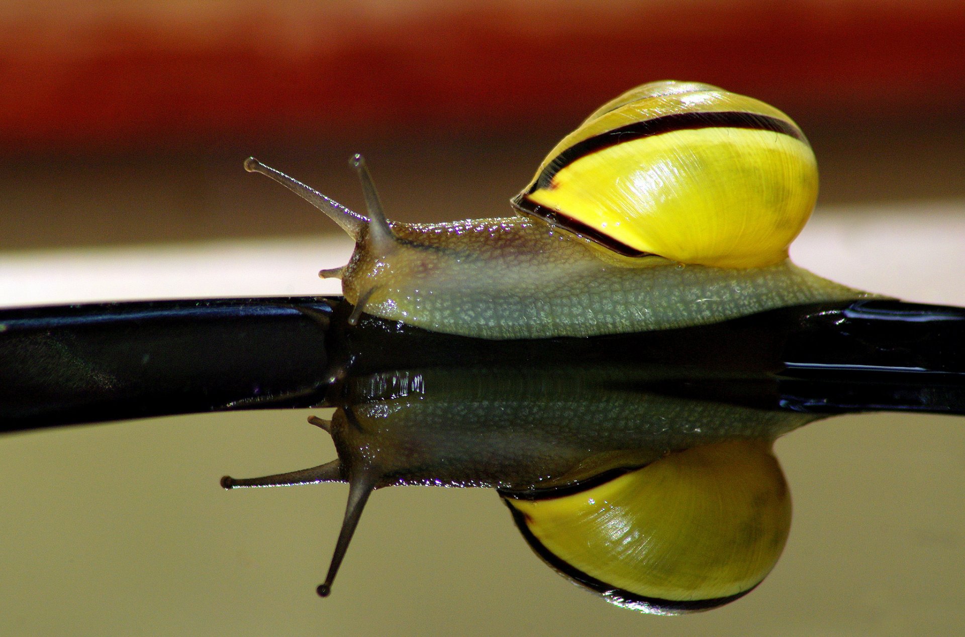 schnecke wasser reflexion