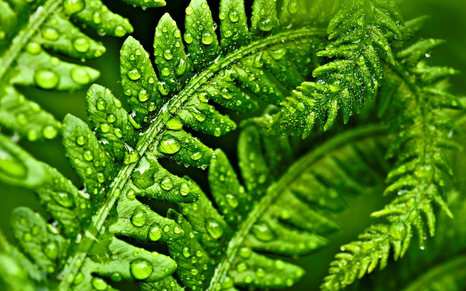 macro foglia foglie verde macro gocce acqua rugiada sfondo carta da parati widescreen schermo intero widescreen widescreen