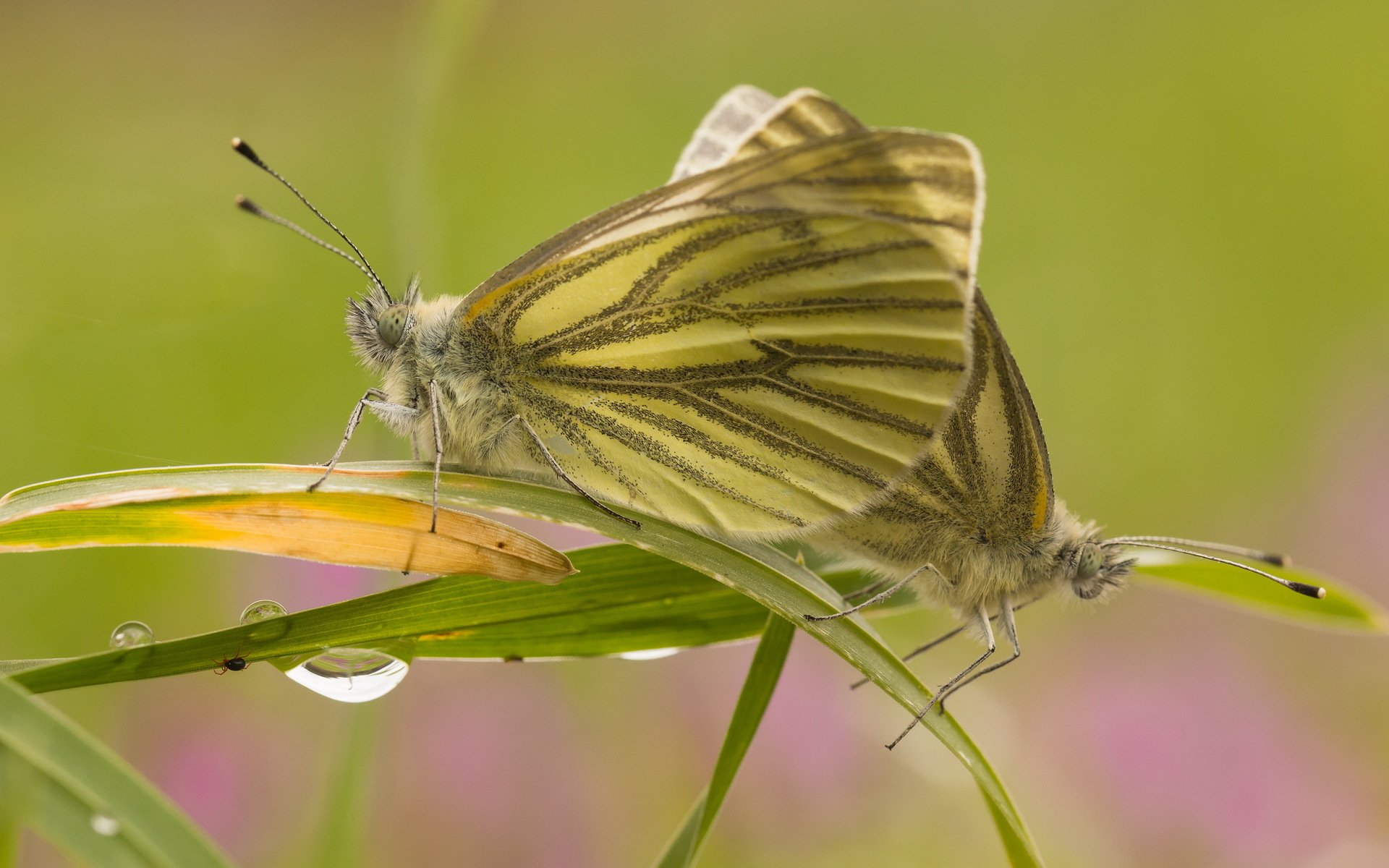 grass blades of grass leaves butterflies. background