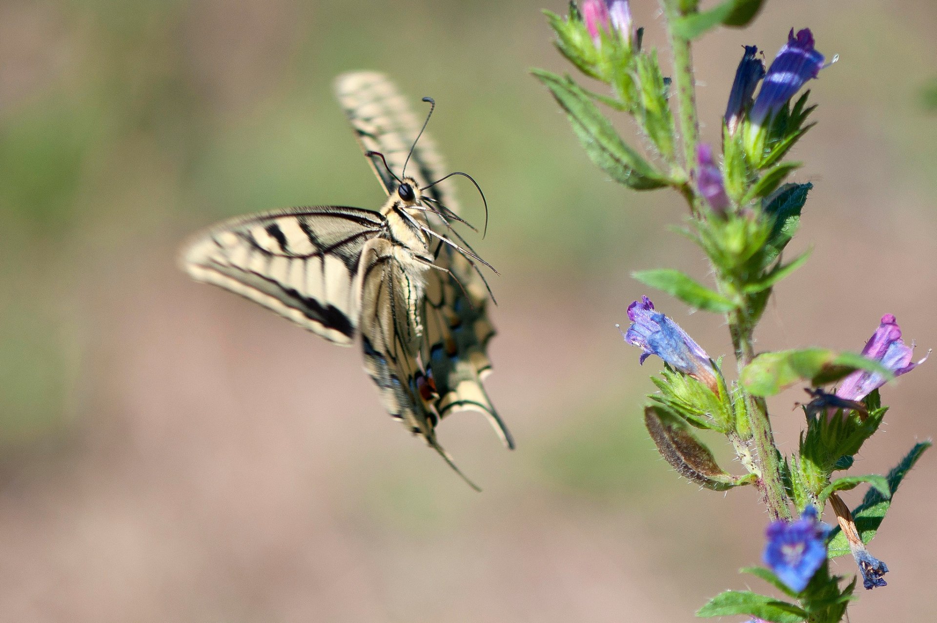 branch flower butterfly swallowtail in flight