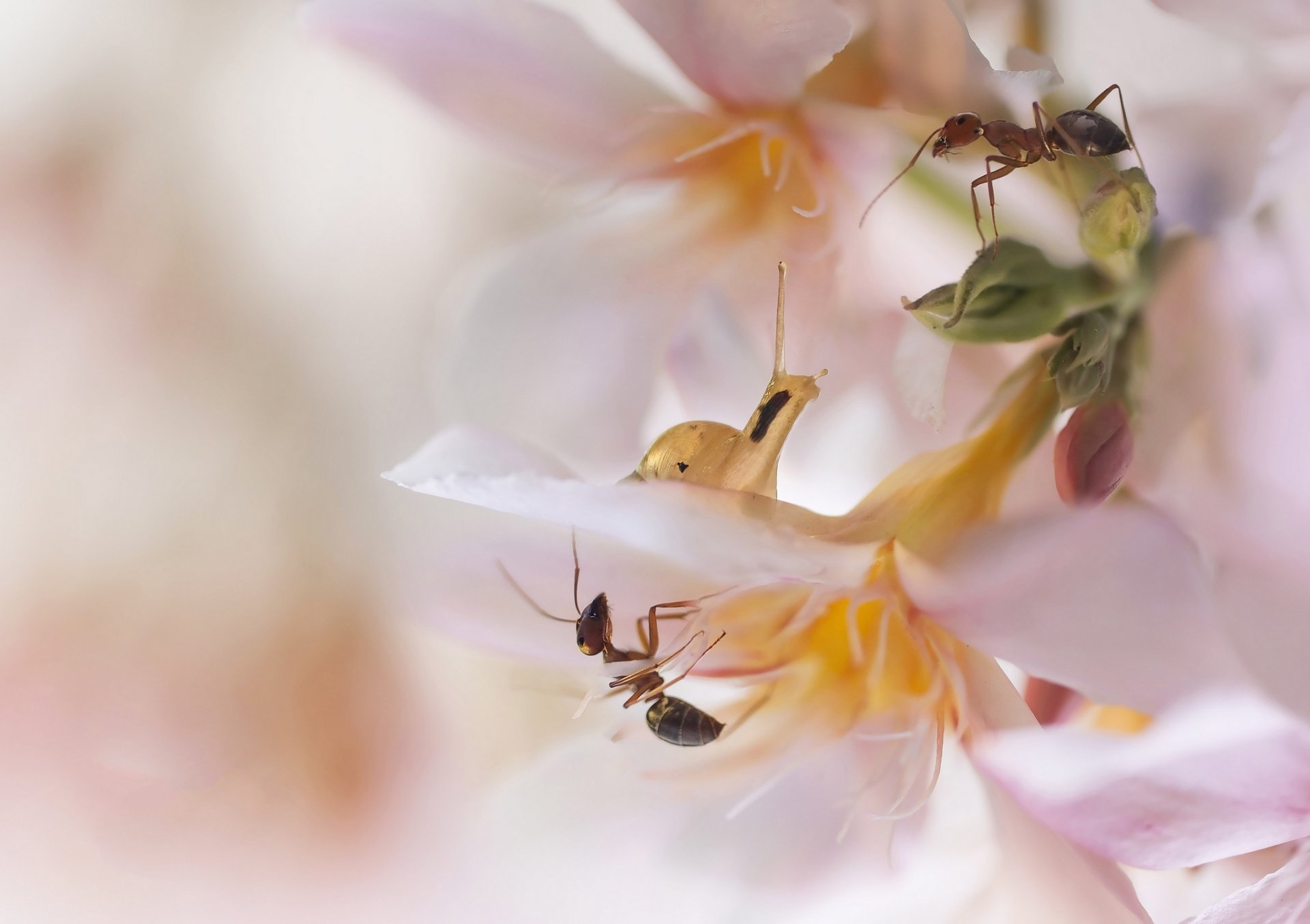 blumen blassrosa ameisen schnecke