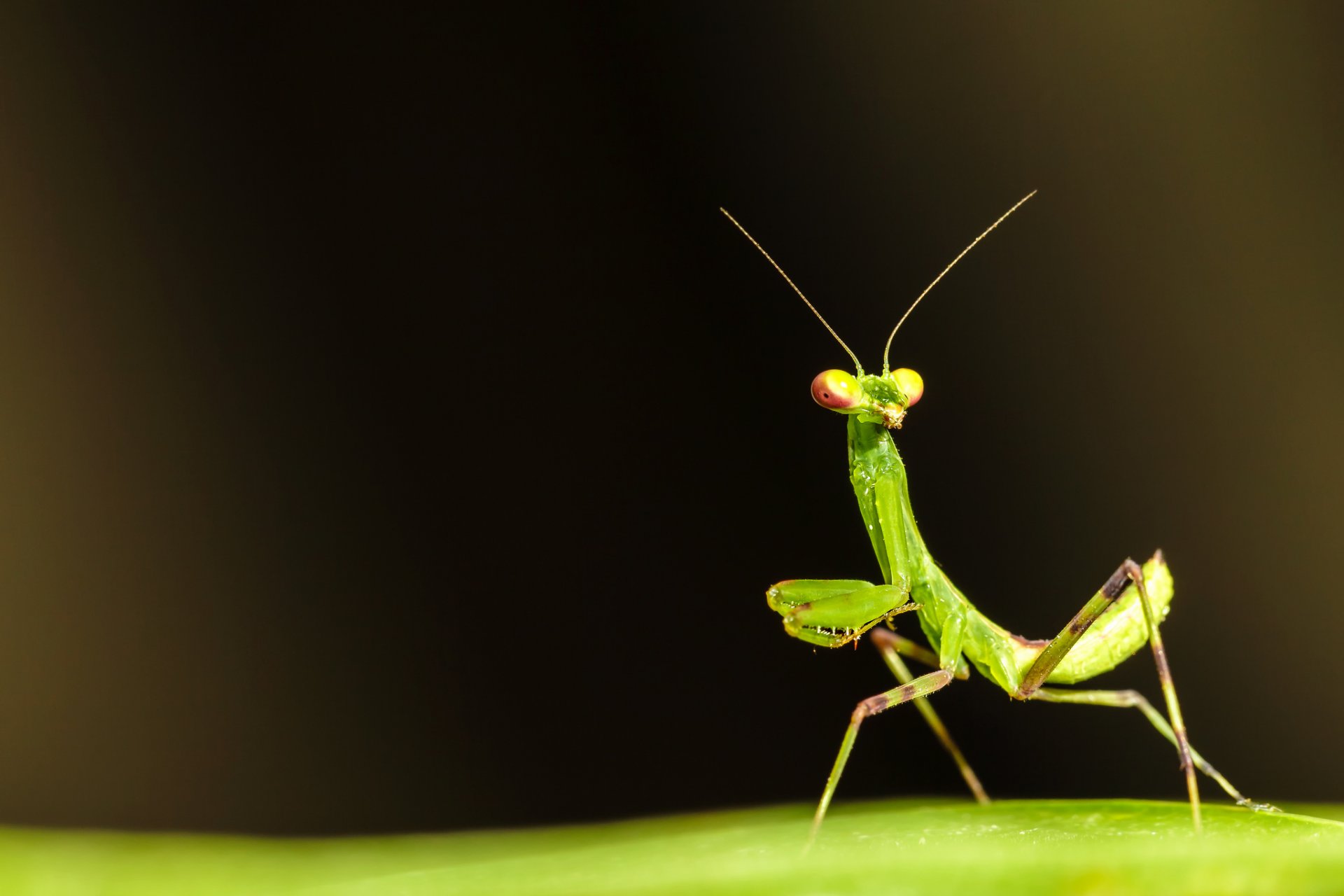 mantis insect green sheet surface antennae