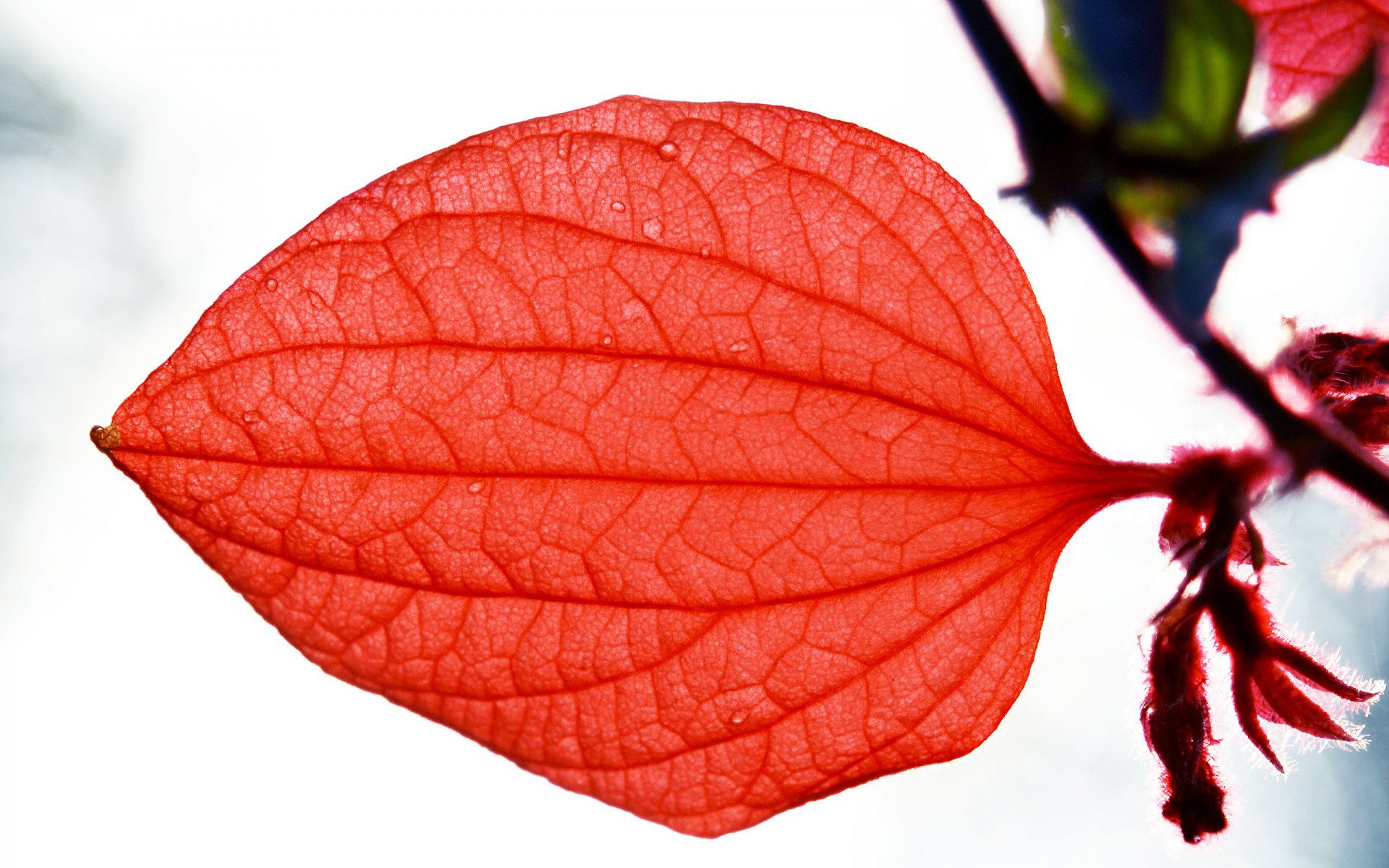 feuille gros plan rouge ciel veines gouttes rosée