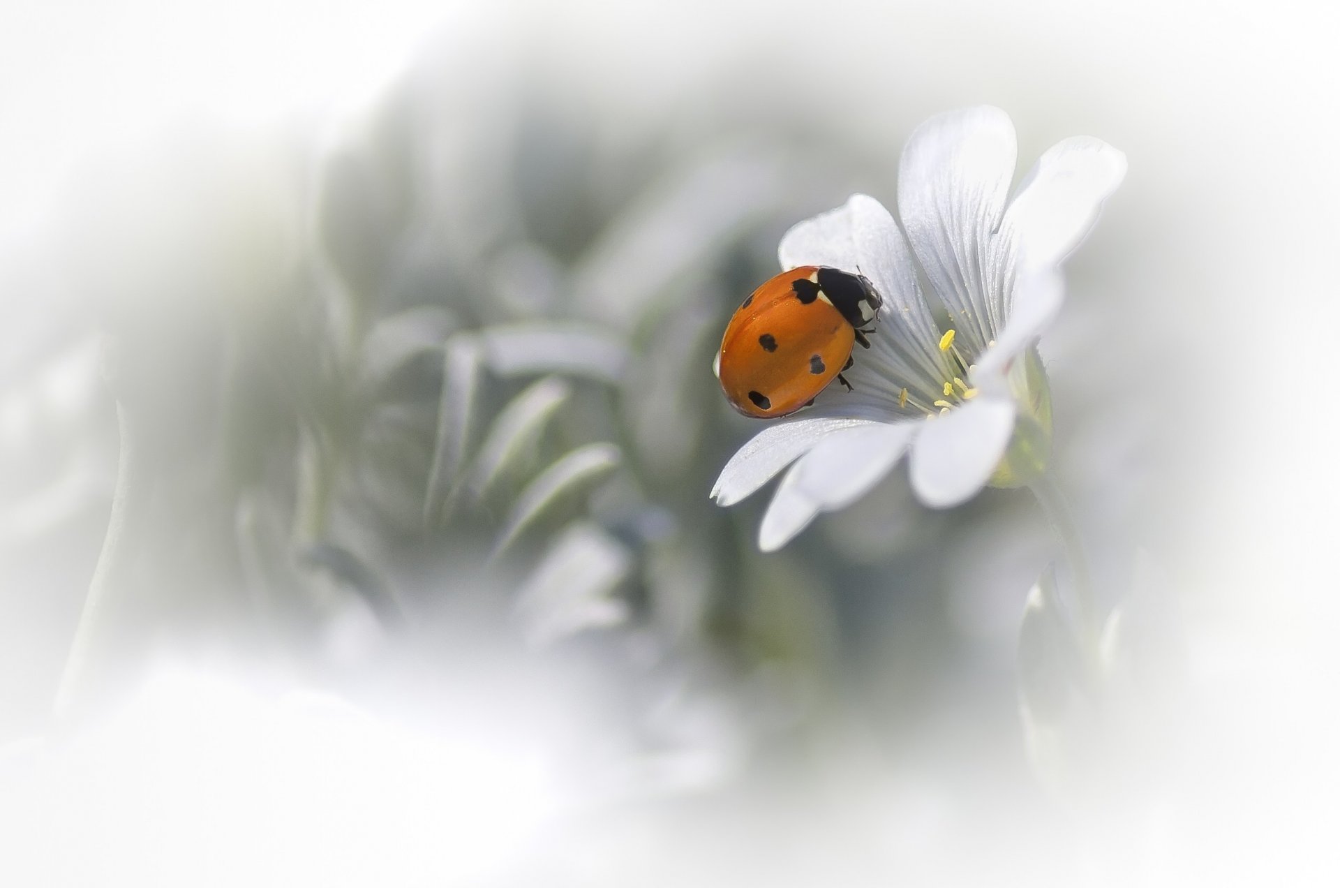 flower white ladybug background blur