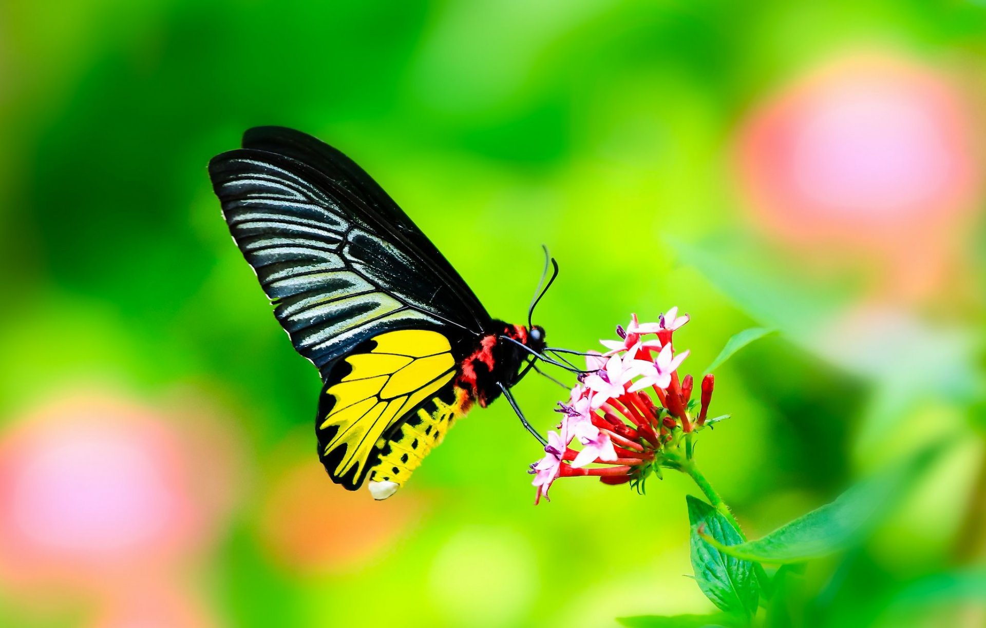 macro mariposa alas flor hojas