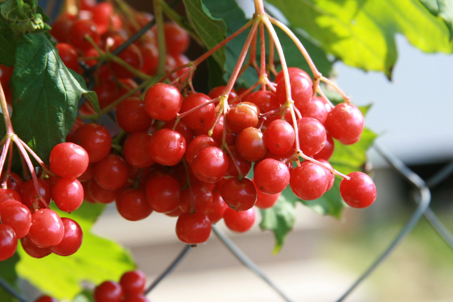 hintergrund tapete makro natur viburnum pflanze beeren dorf herbst rot