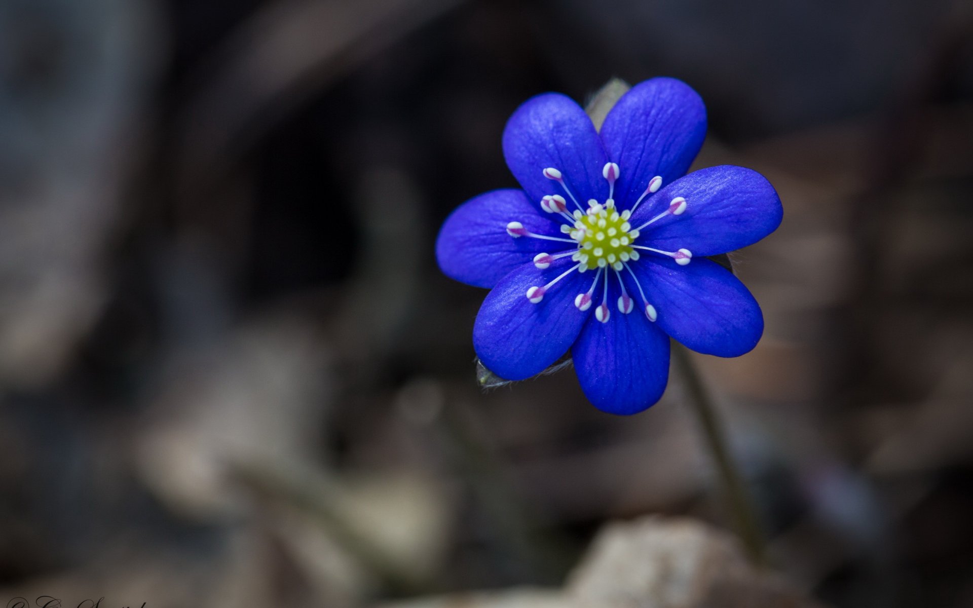 fiore macro blu bokeh