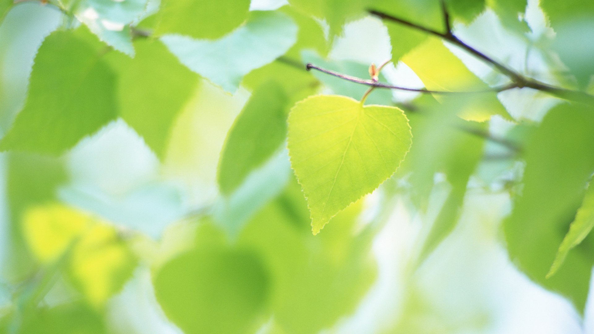 heet leaves green summer