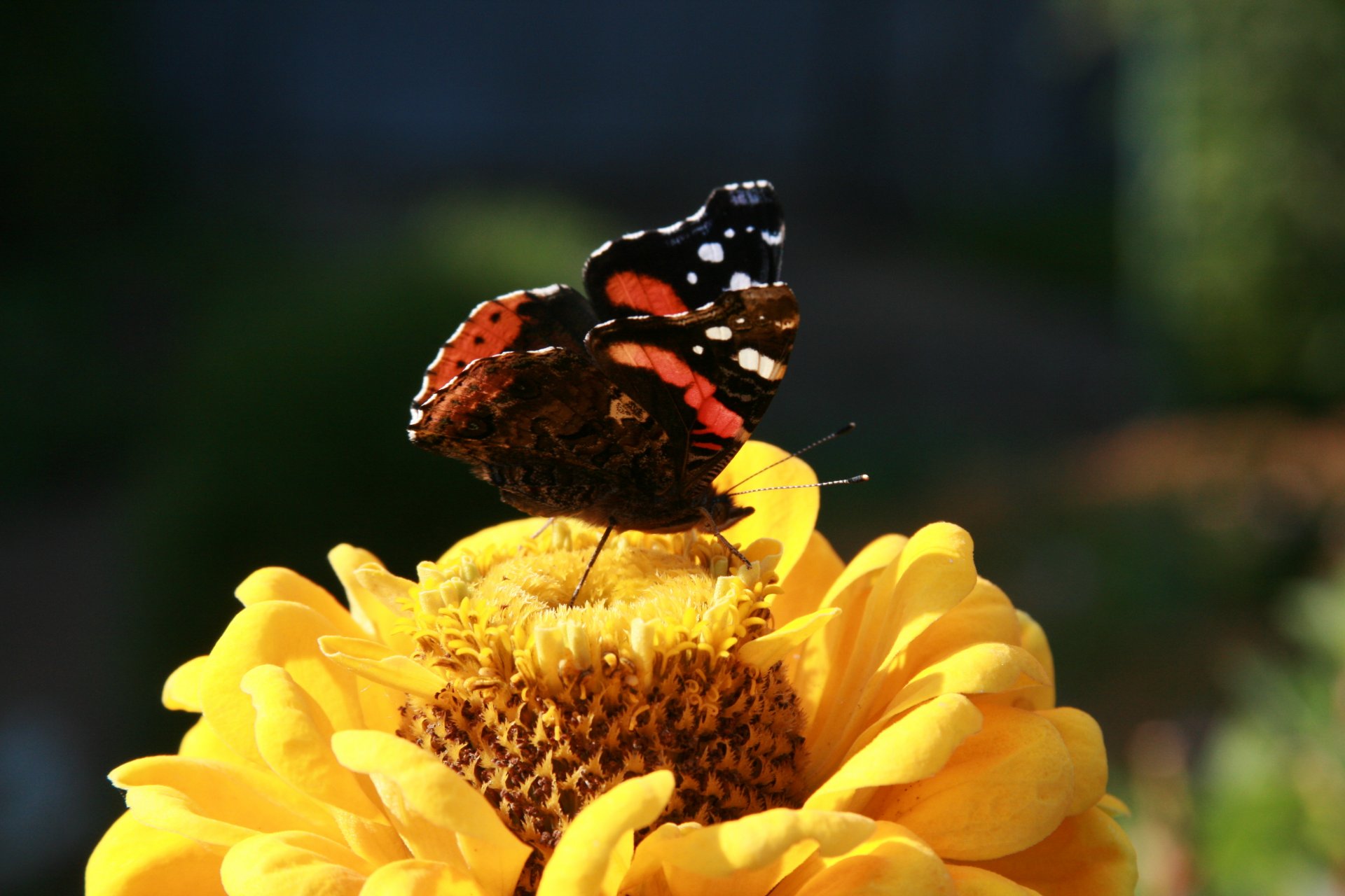 background wallpaper macro nature plant insect butterfly chocolate maker garden summer flowers flower