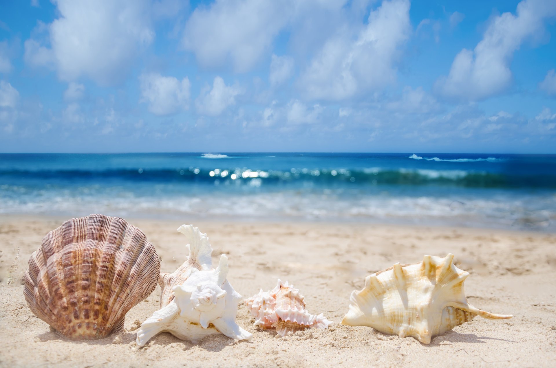 muscheln muscheln brandung meer sand