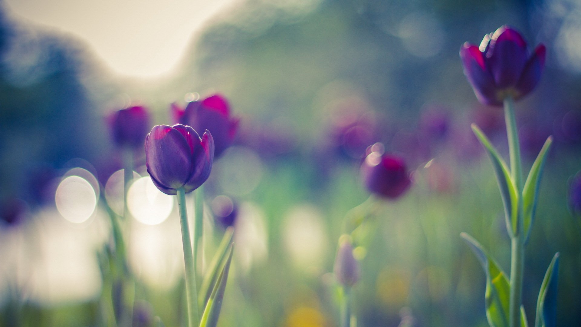 tulipanes flores bokeh verano colores púrpura