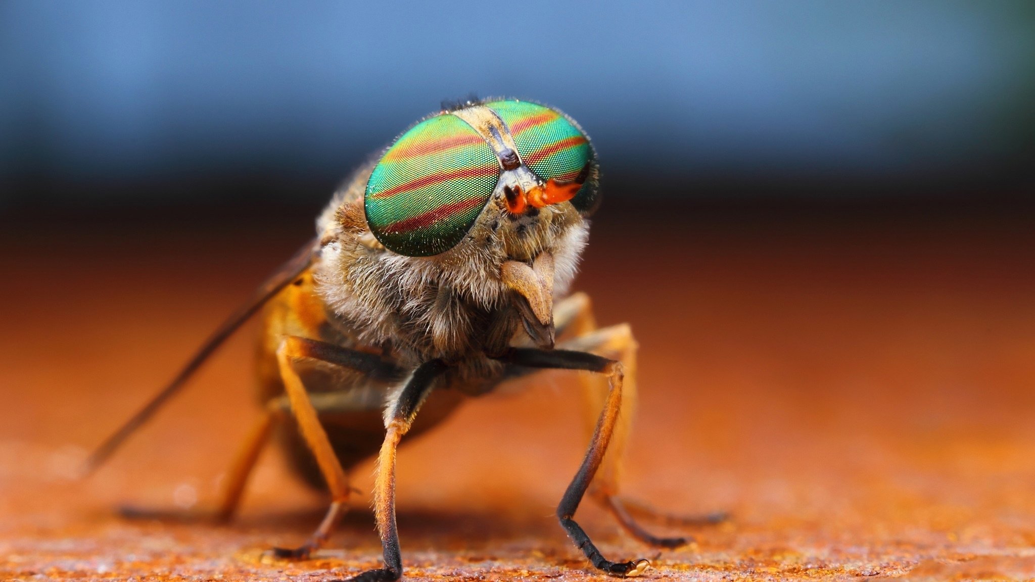 insecte mouche pattes yeux tronc ailes