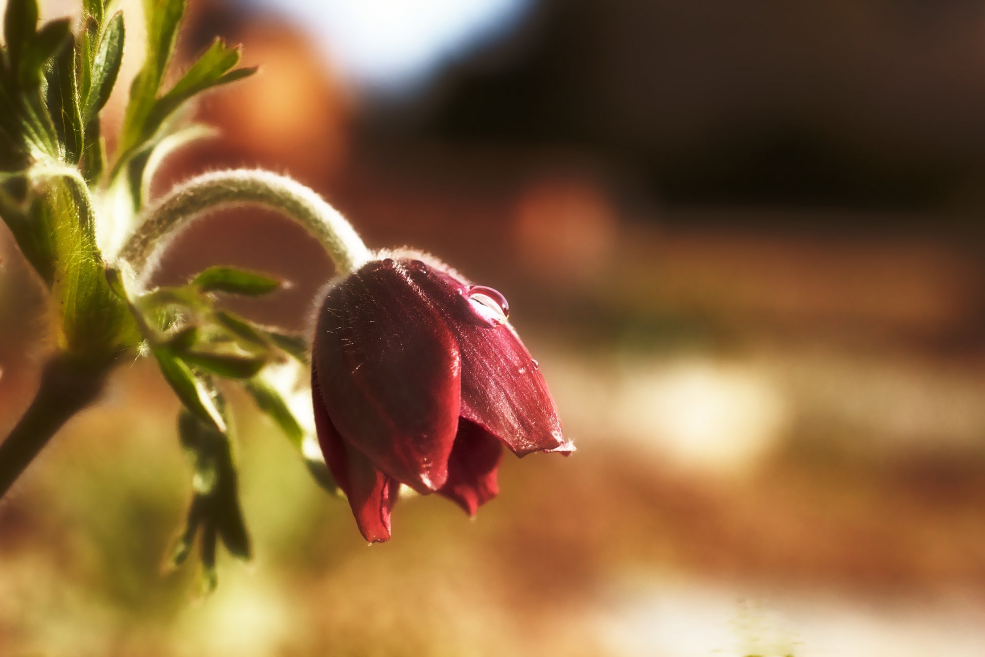 schneeglöckchen blume schlafgras tropfen frühling