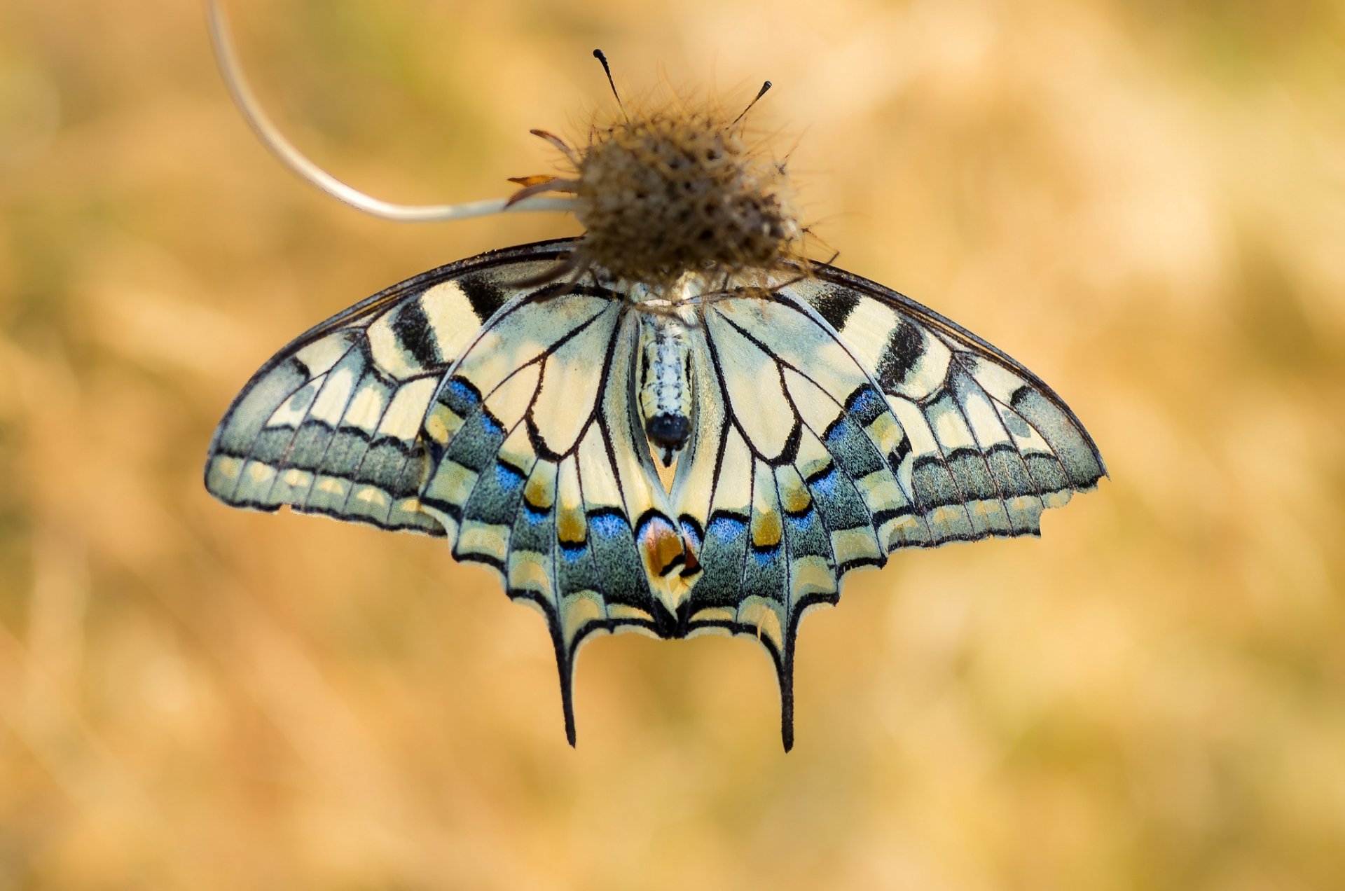 planta mariposa swallowtail