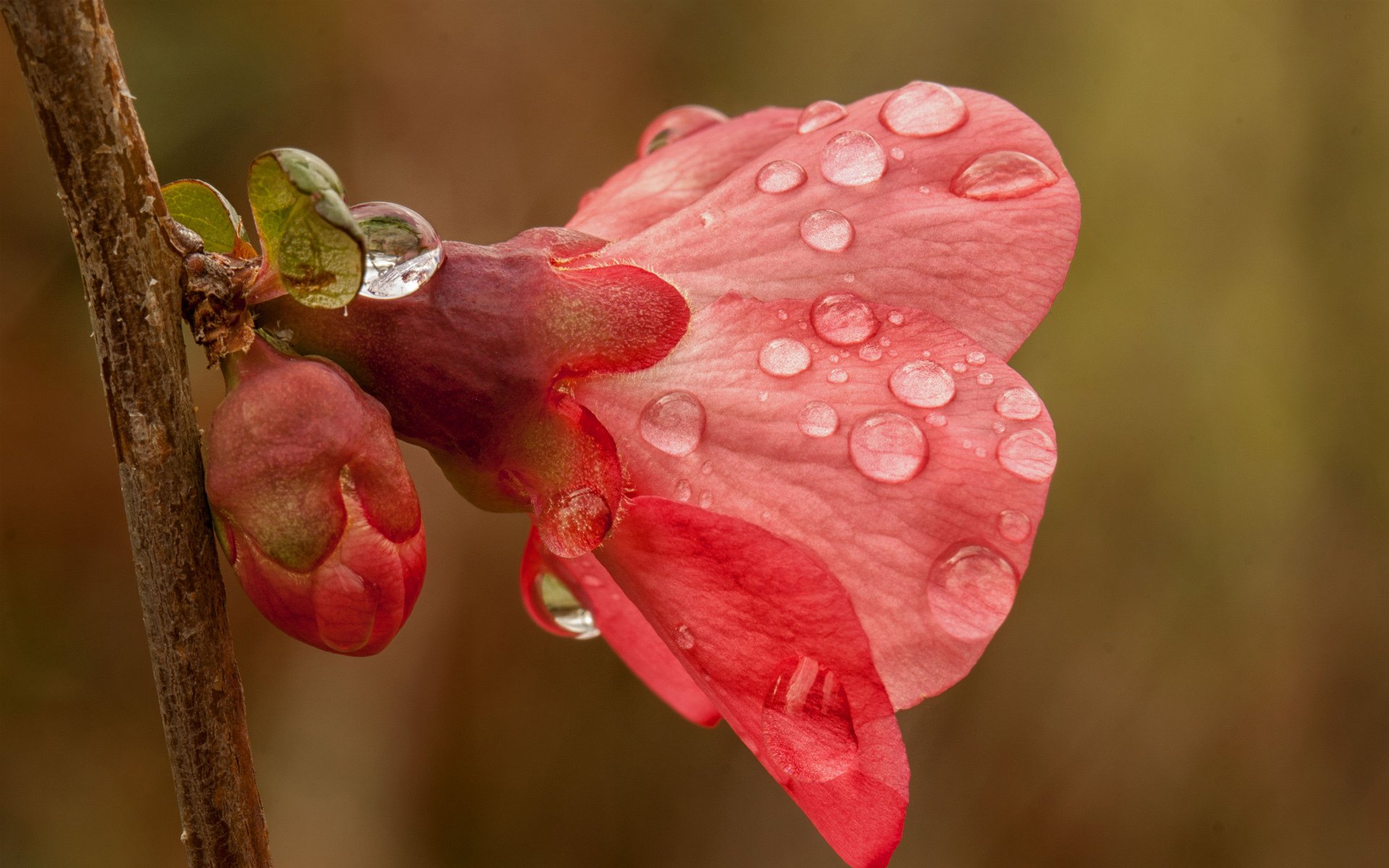 zweig reiher rosa tropfen baum frühling knospe