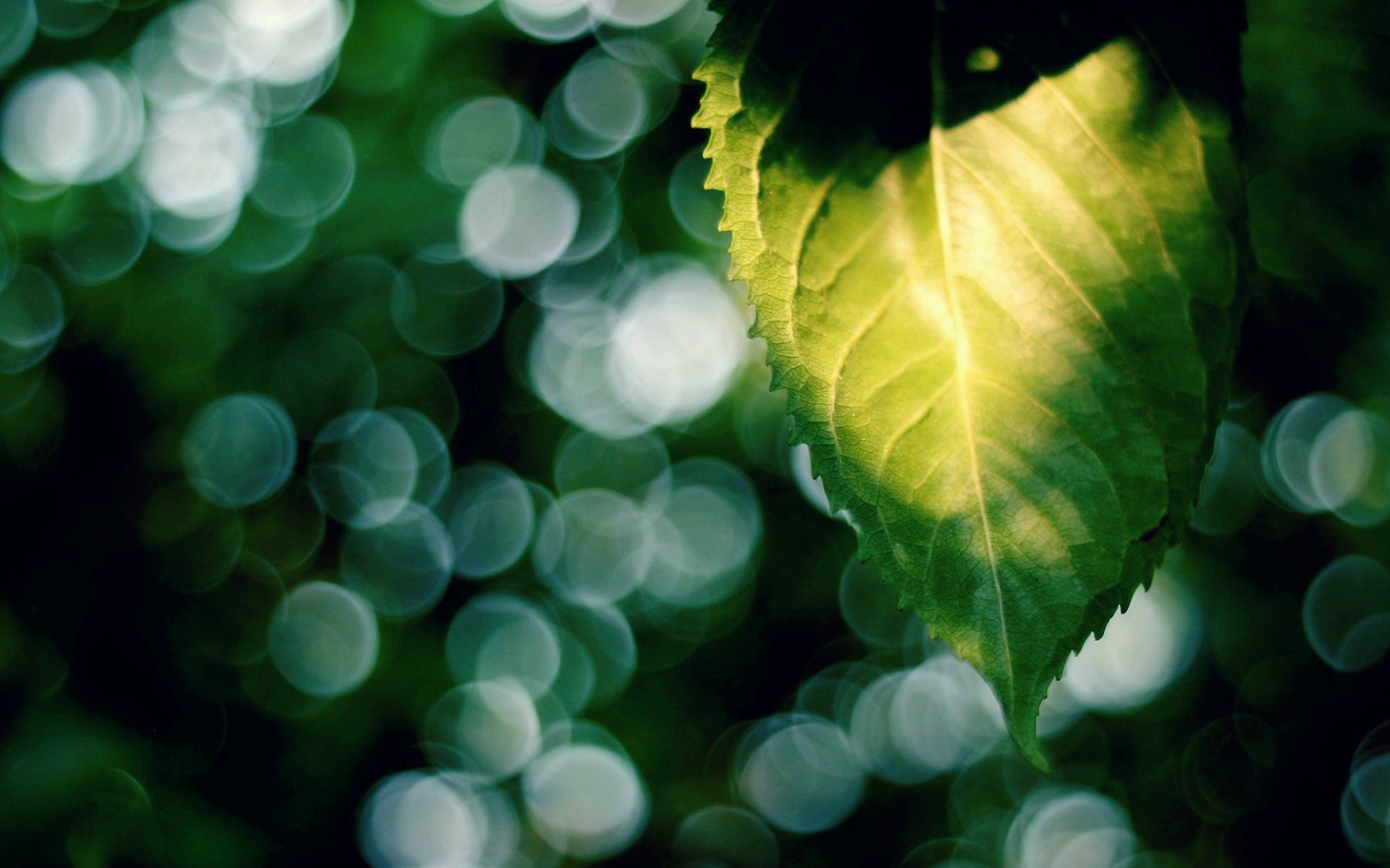 macro hoja hoja hojas verde desenfoque bokeh macro sol rayos fondo fondo de pantalla pantalla ancha pantalla completa pantalla ancha pantalla ancha