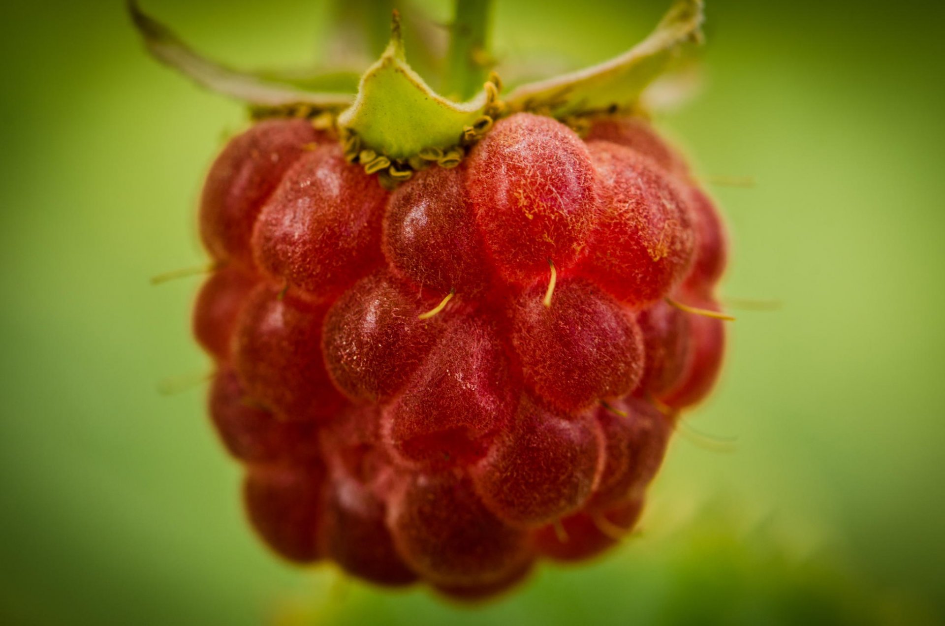 berry raspberry raspberrie