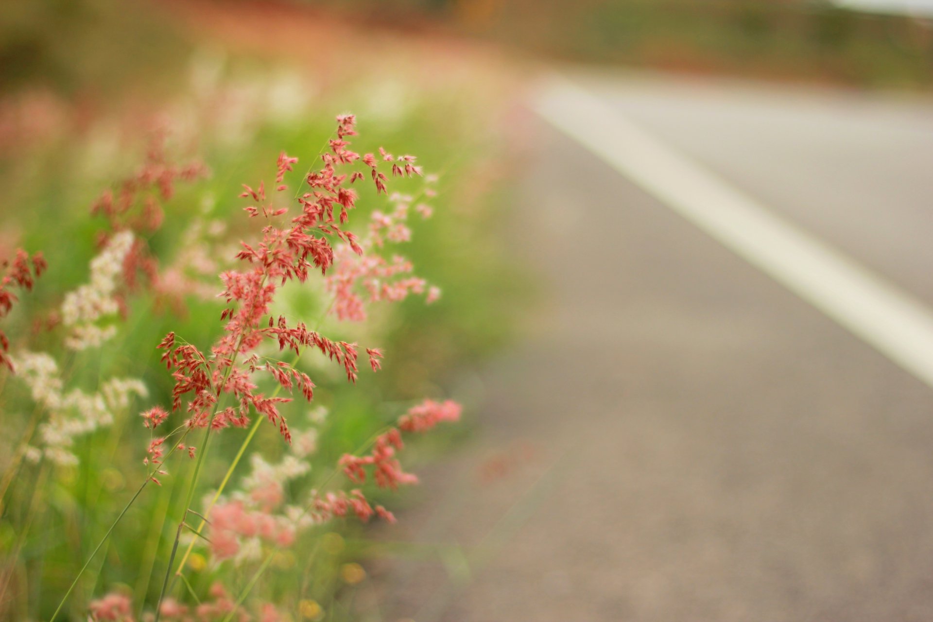 clairière herbe autoroute été gros plan nature pré été route