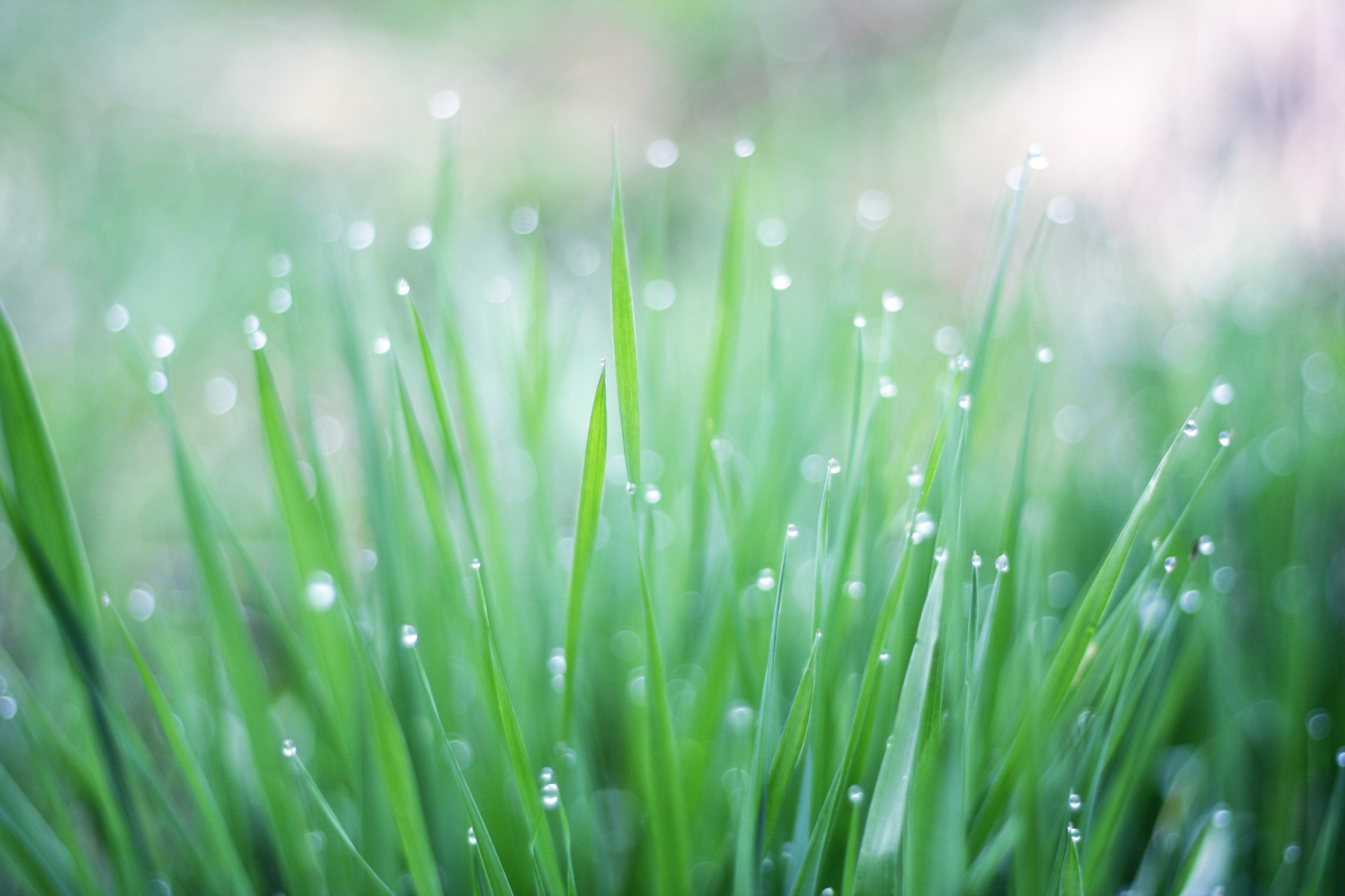 green grass drops water rosa