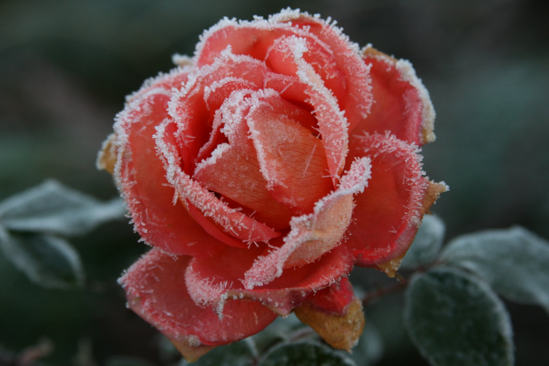 background wallpaper macro nature plant flower flowers rose roses frost frost cold autumn