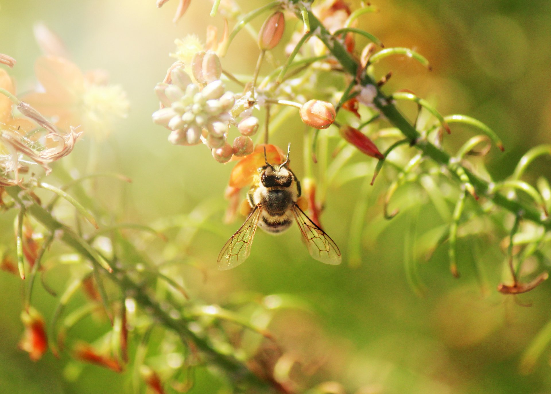 branches flower insect bee in flight