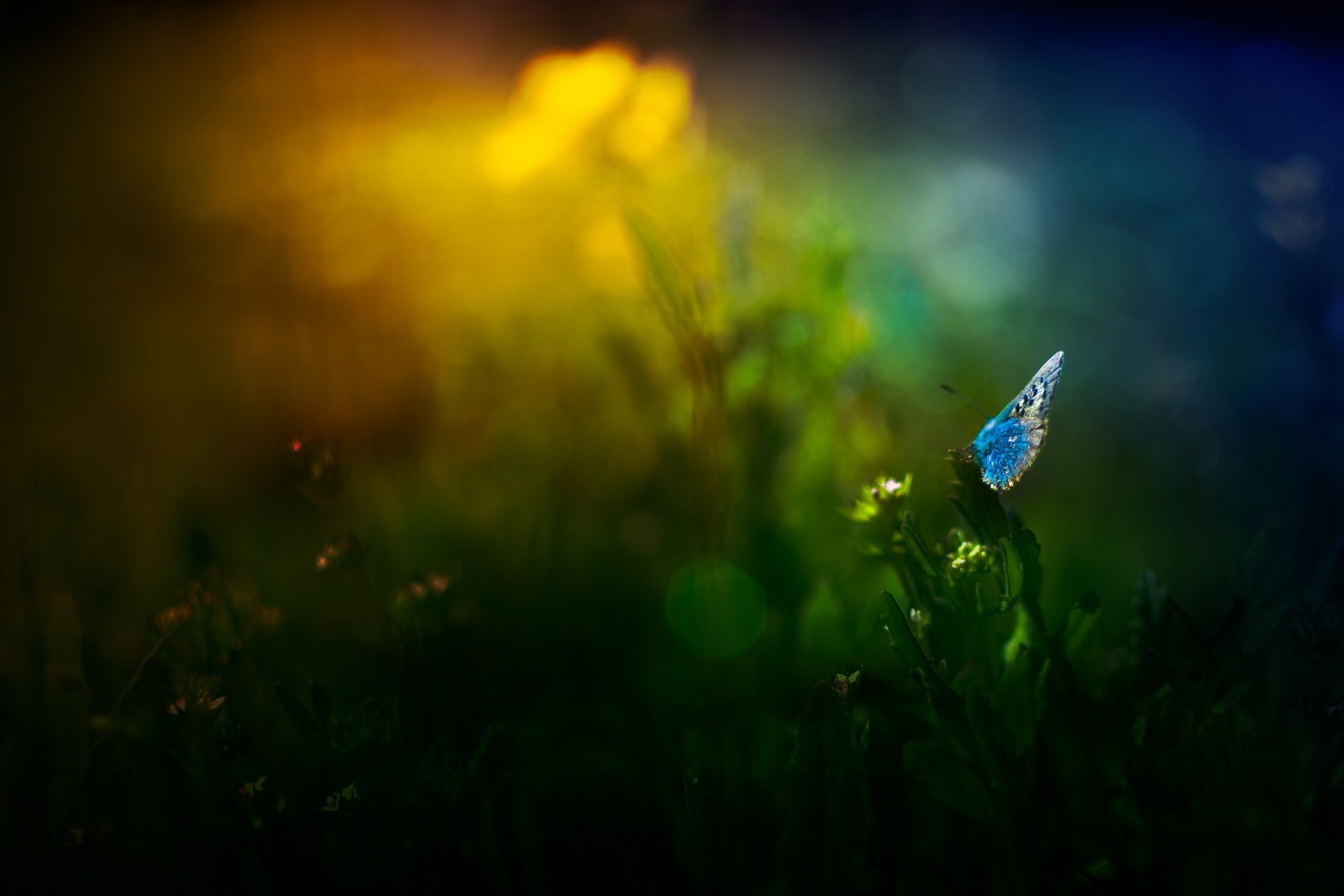 grass flower butterfly reflection