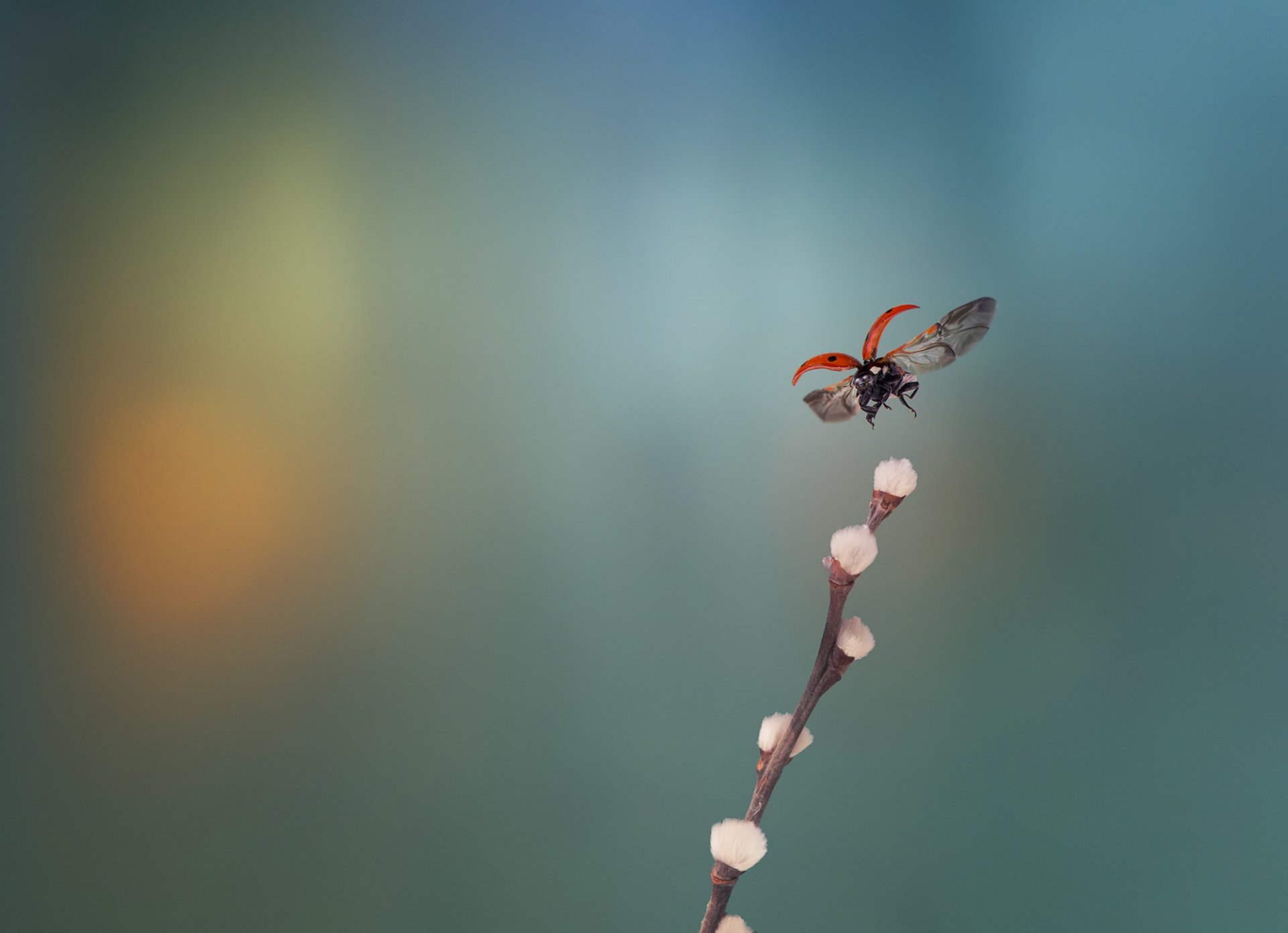 ramo salice coccinella in volo