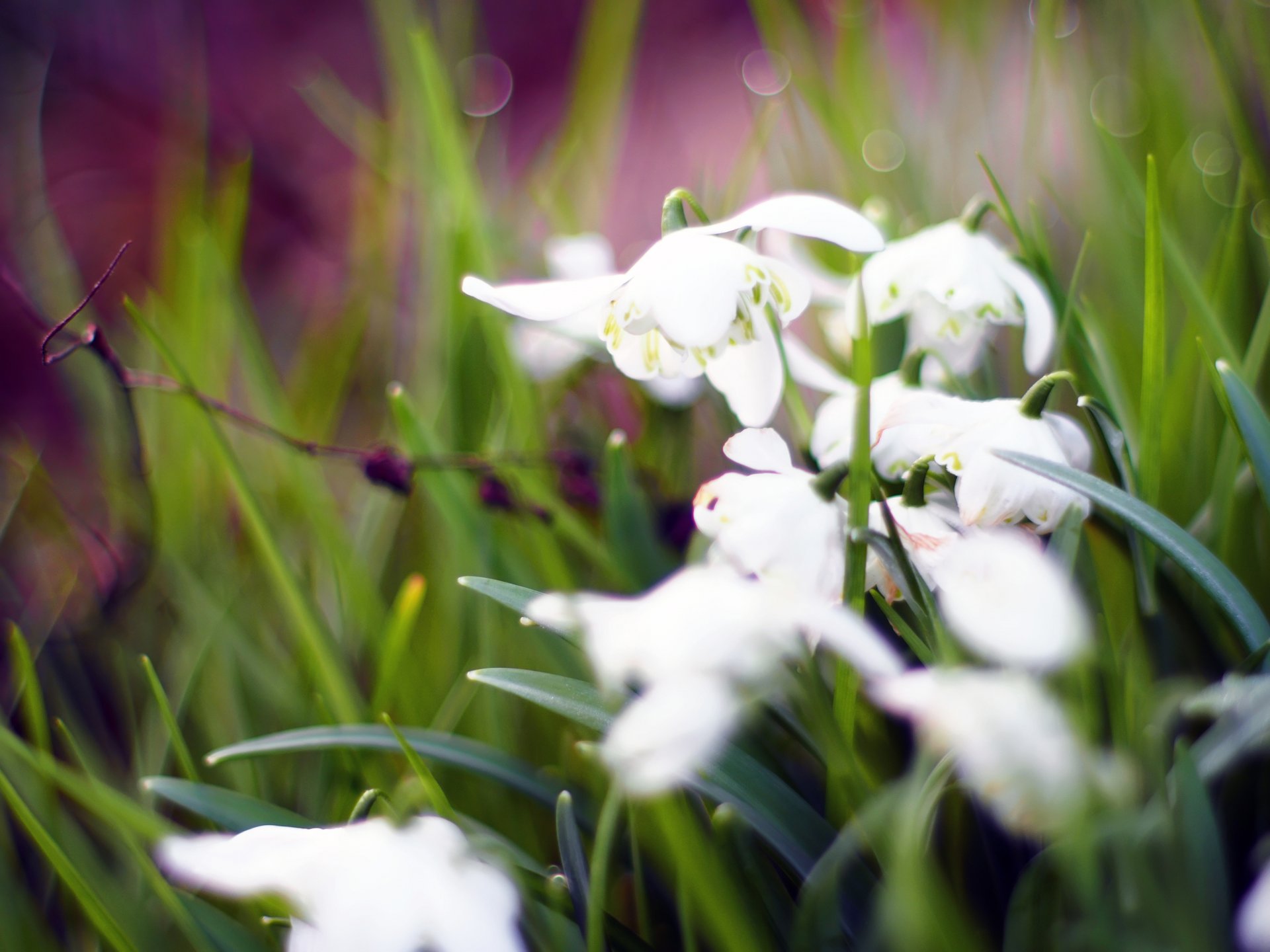 primavera flores bokeh