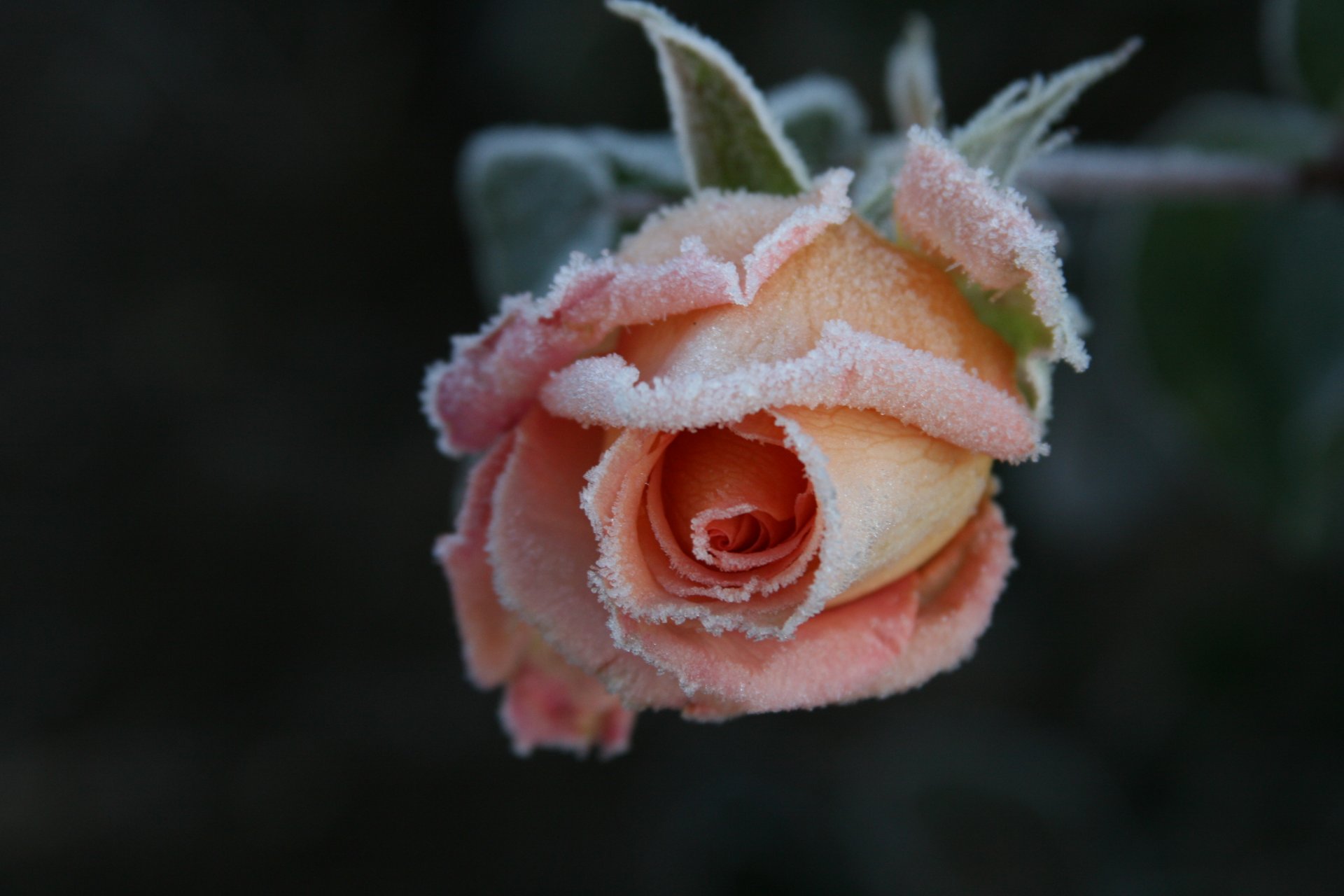 fond papier peint macro fleurs fleur rose gel froid givre