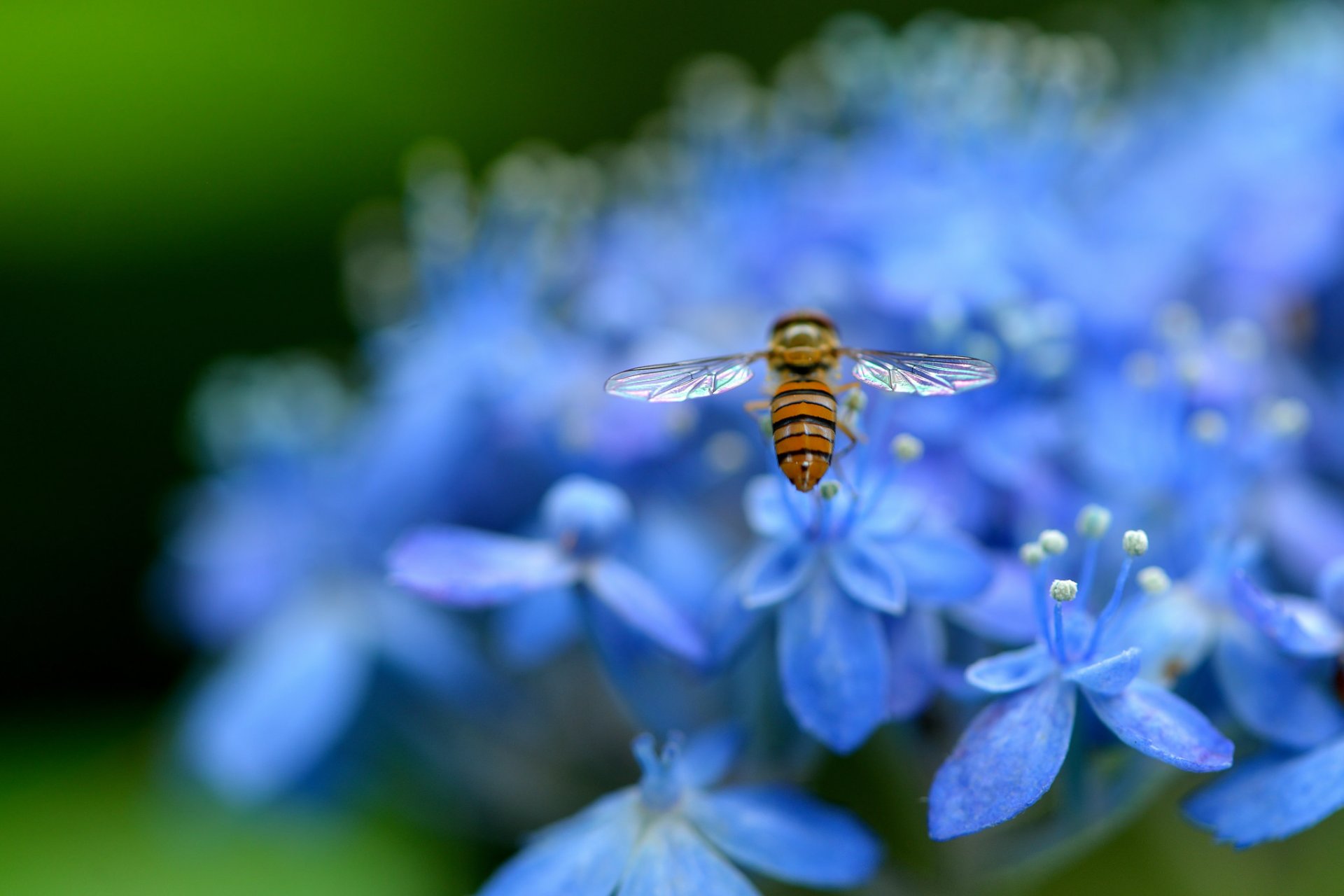 hortensie blau blütenblätter blumen insekt makro unschärfe natur