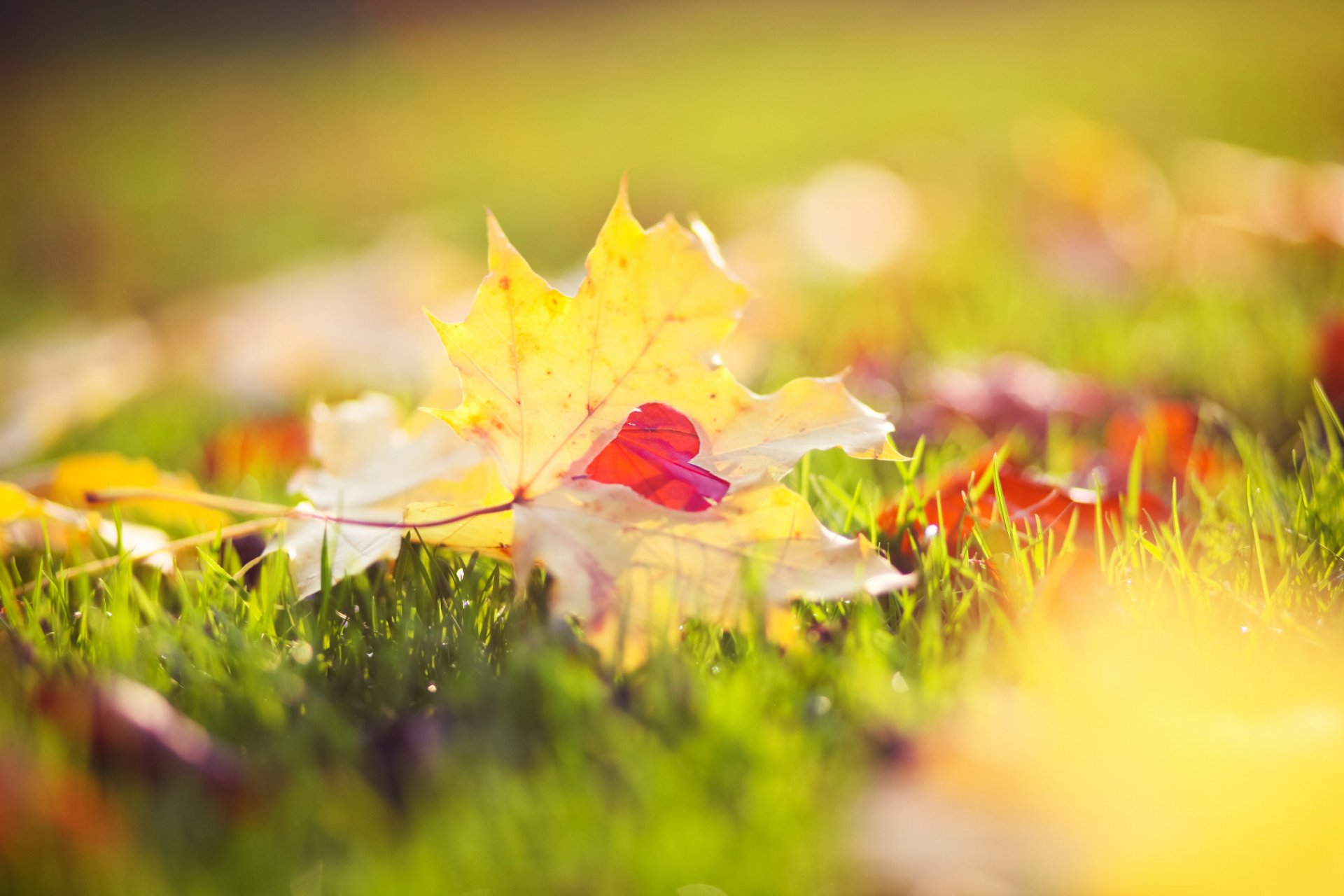 feuilles jaune érable coeur herbe lumière bokeh automne nature gros plan