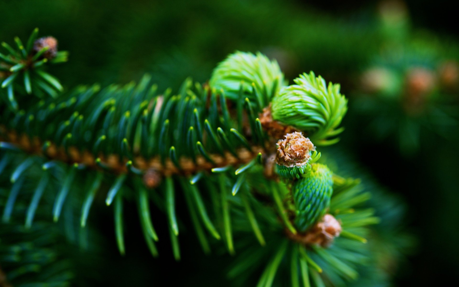 fur-tree branch green needles close up desktop table