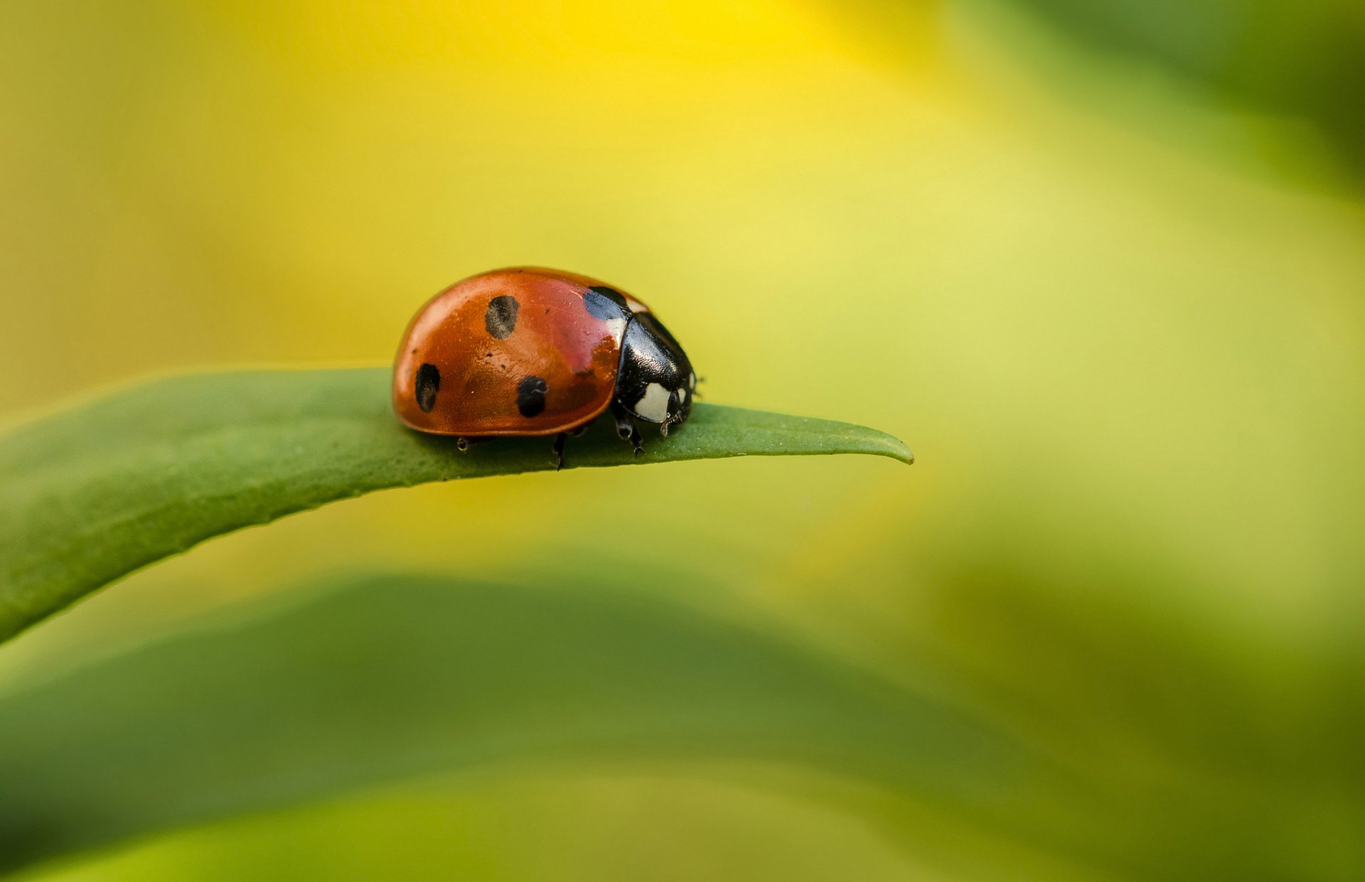 heet leaf blade ladybug droplets rosa