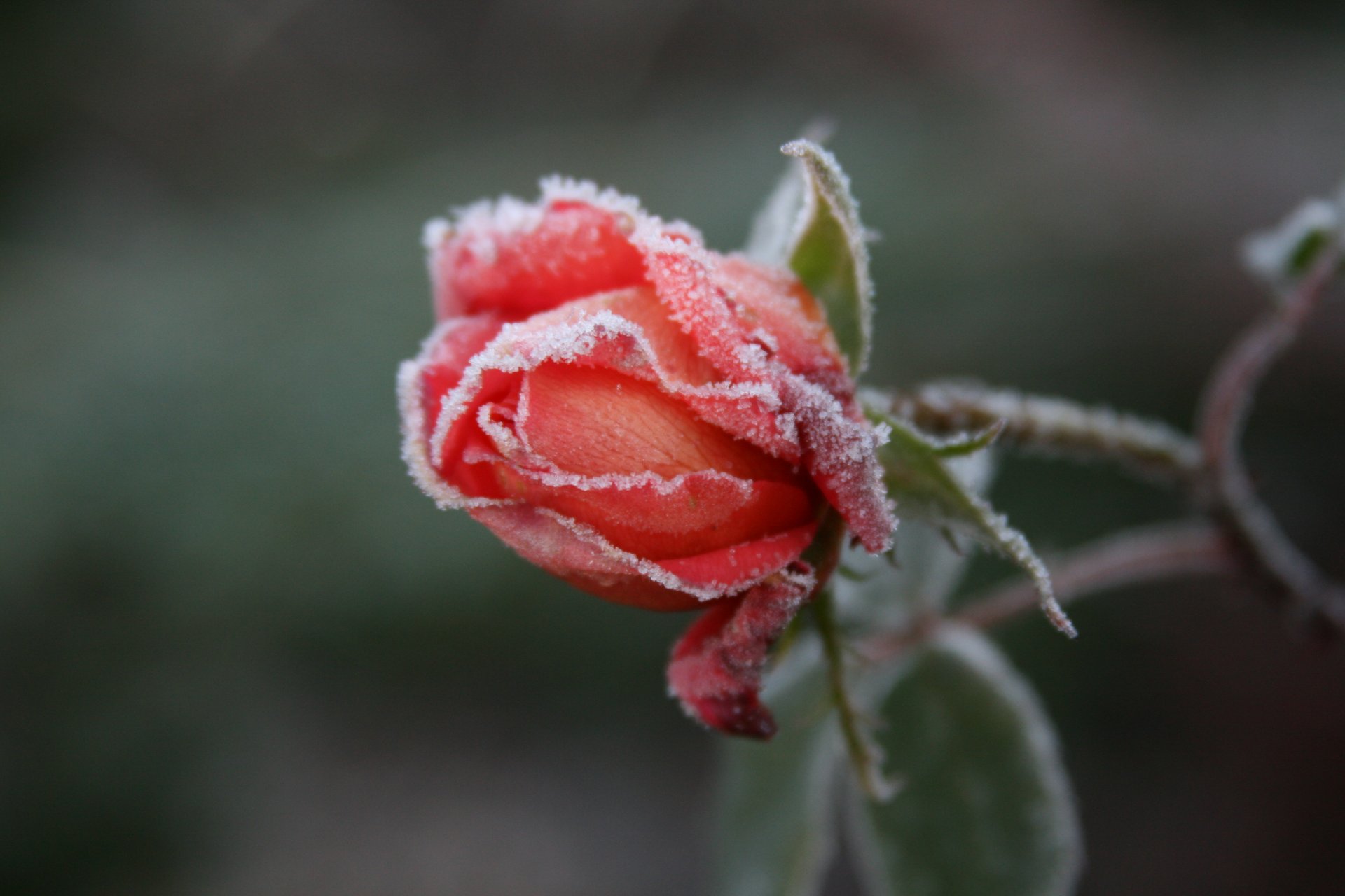 background wallpaper macro flowers flower rose rose frost cold frost garden