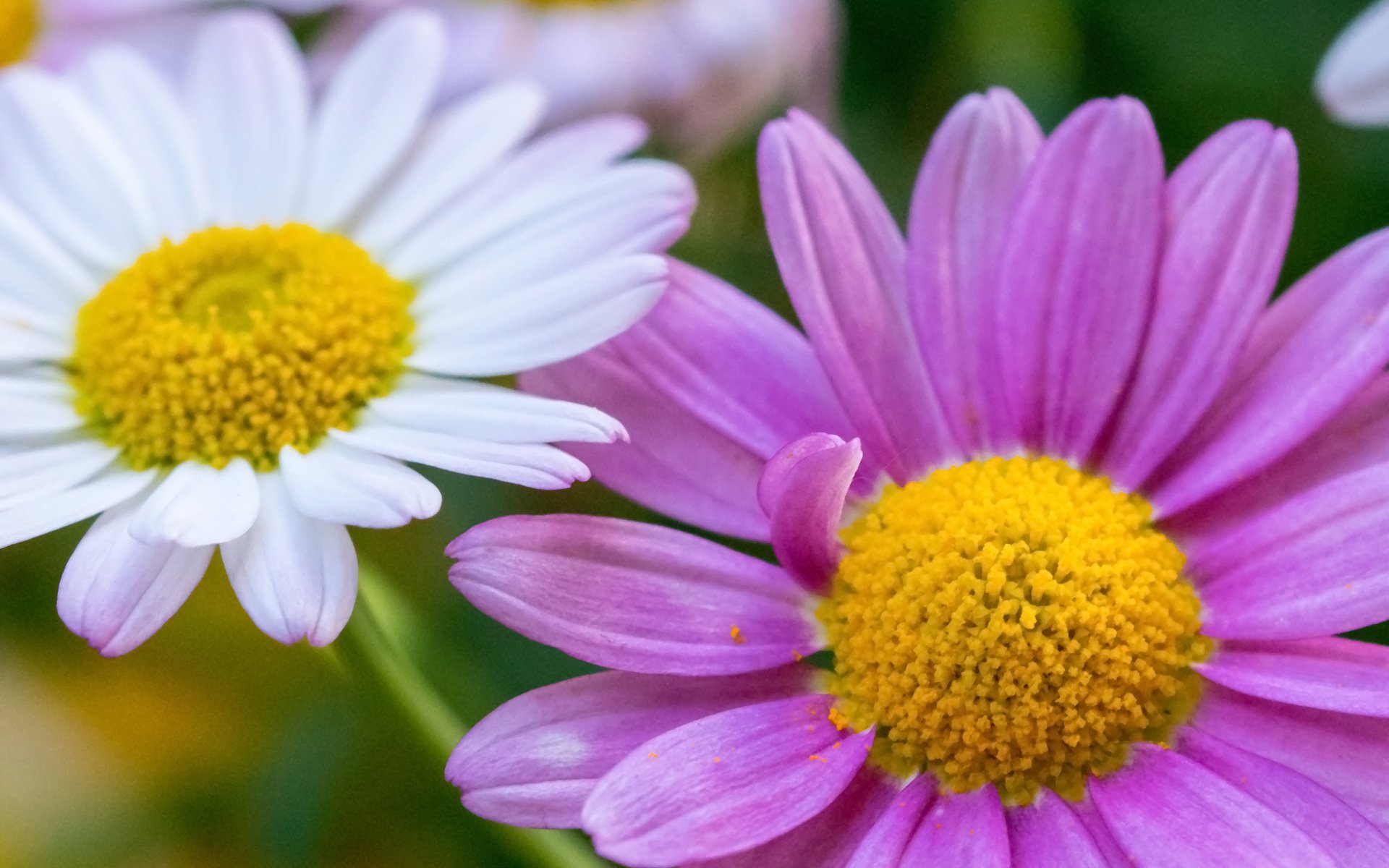 blumen gänseblümchen zwei makro