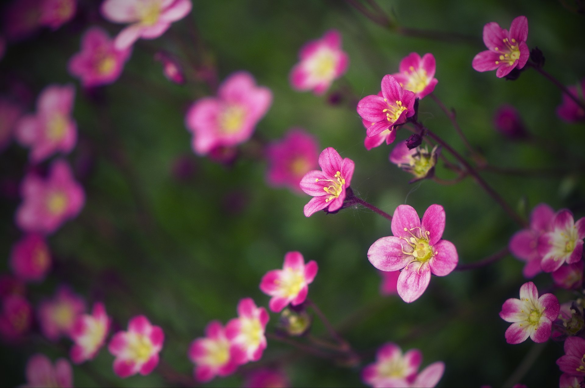 flower close up blur