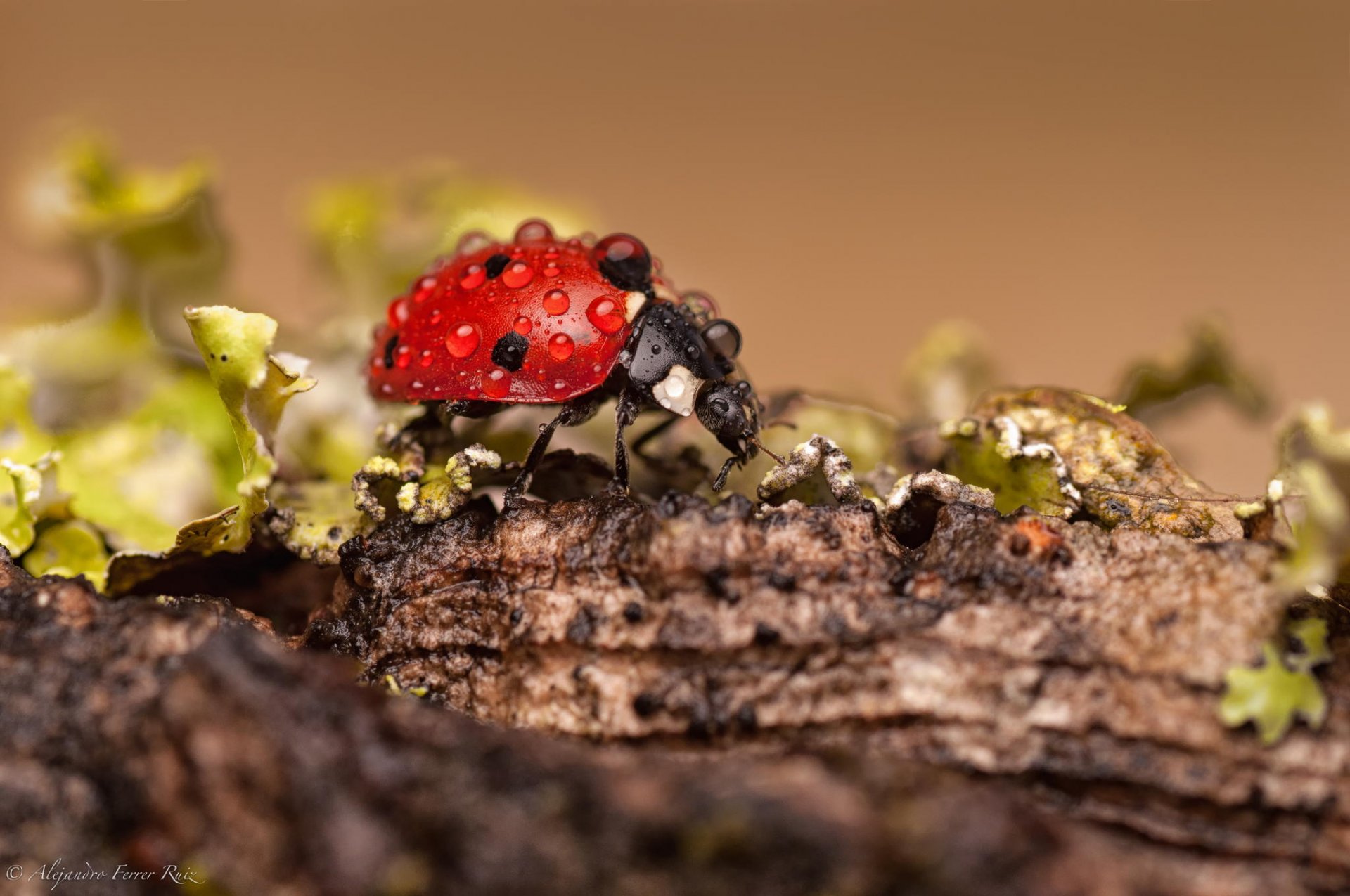 ladybug close up drops rosa