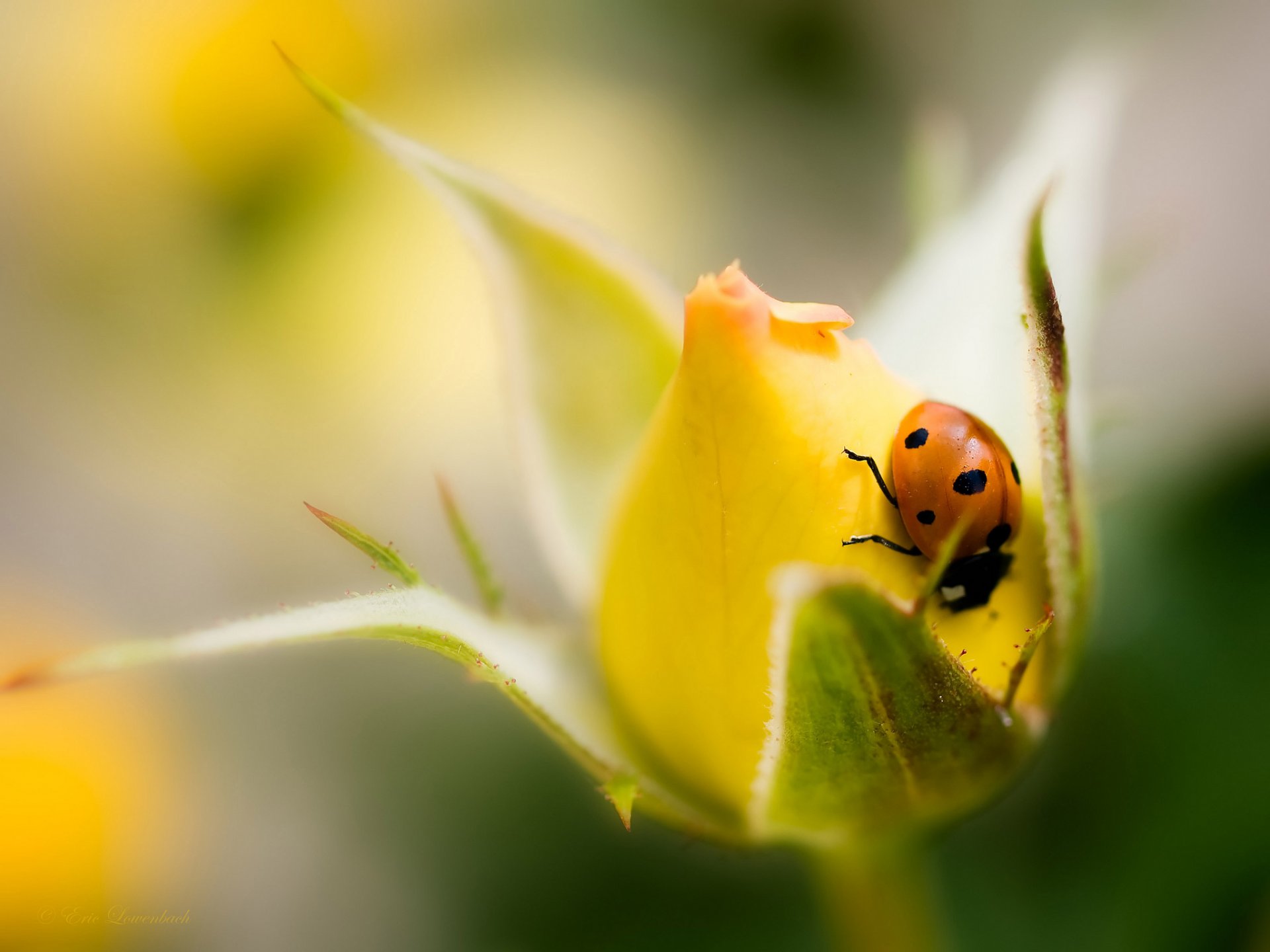 rosa amarillo brote flor mariquita