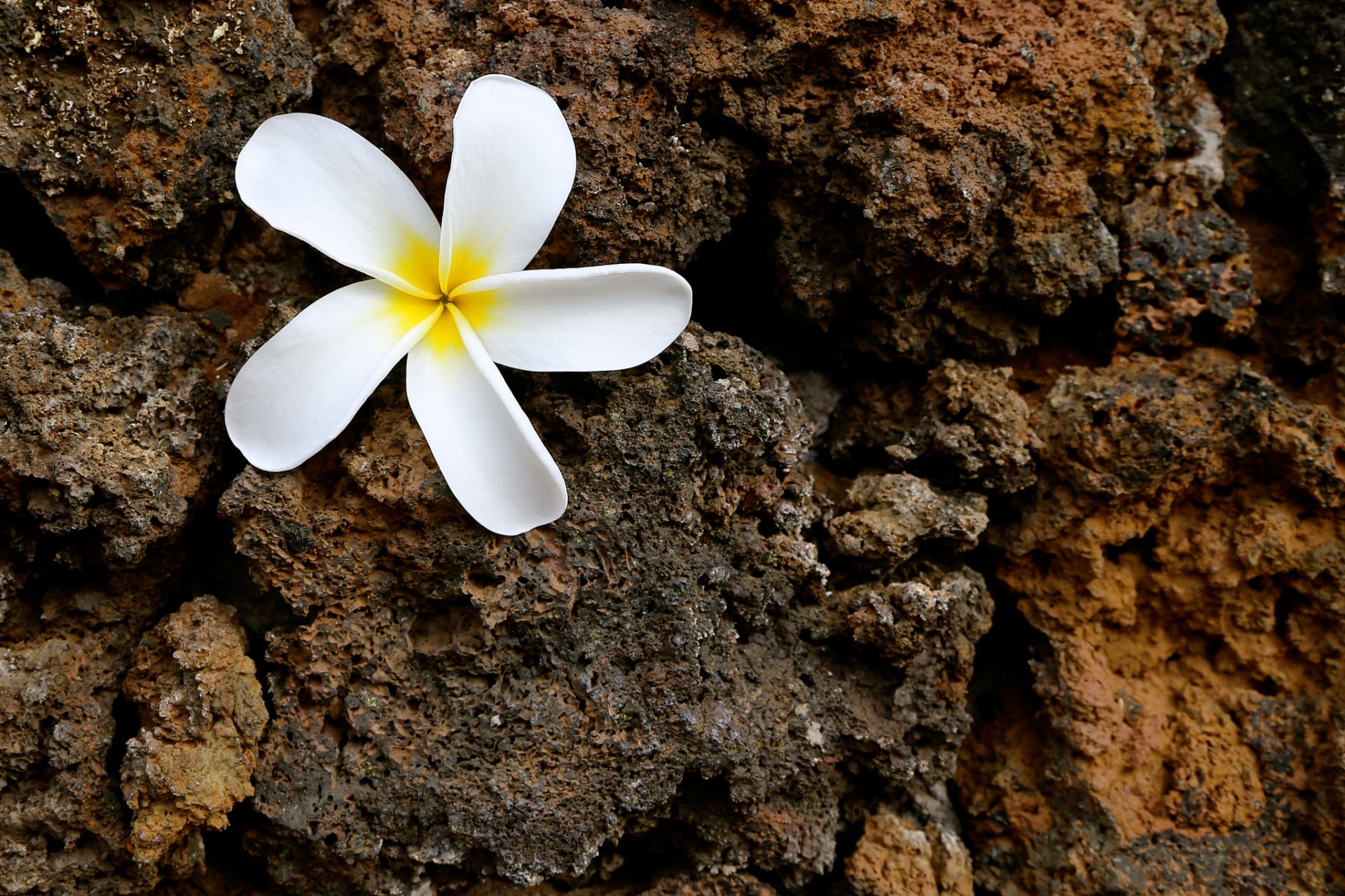 flor pétalos piedra