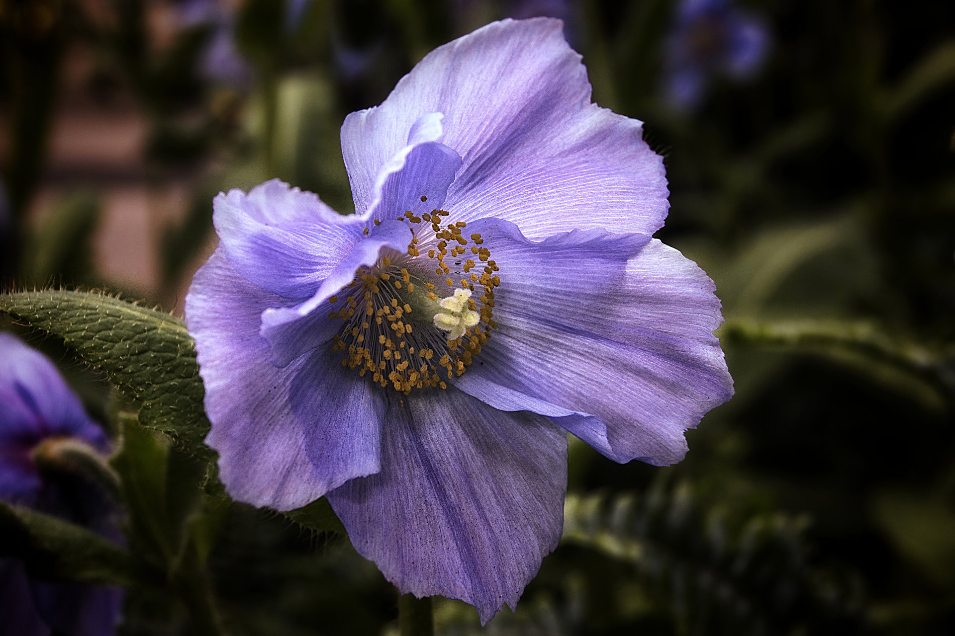 himalaya blau mohn blume