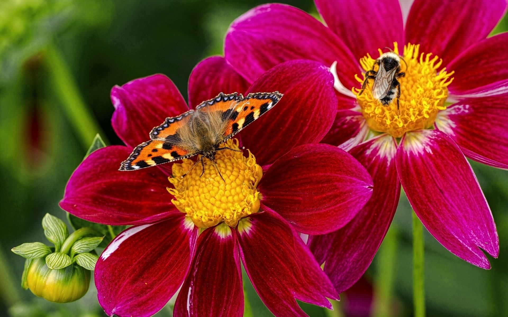 urticaire papillon bourdon insectes fleurs dahlias gros plan