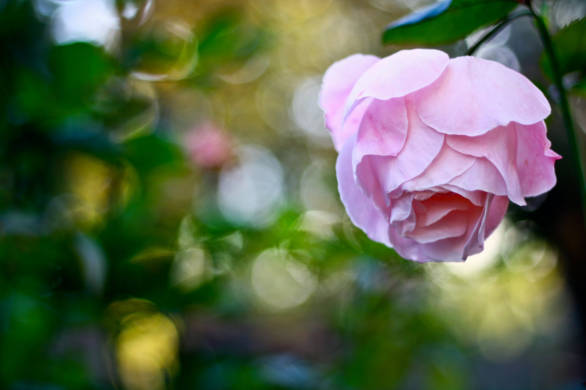 flower rose pink reflection