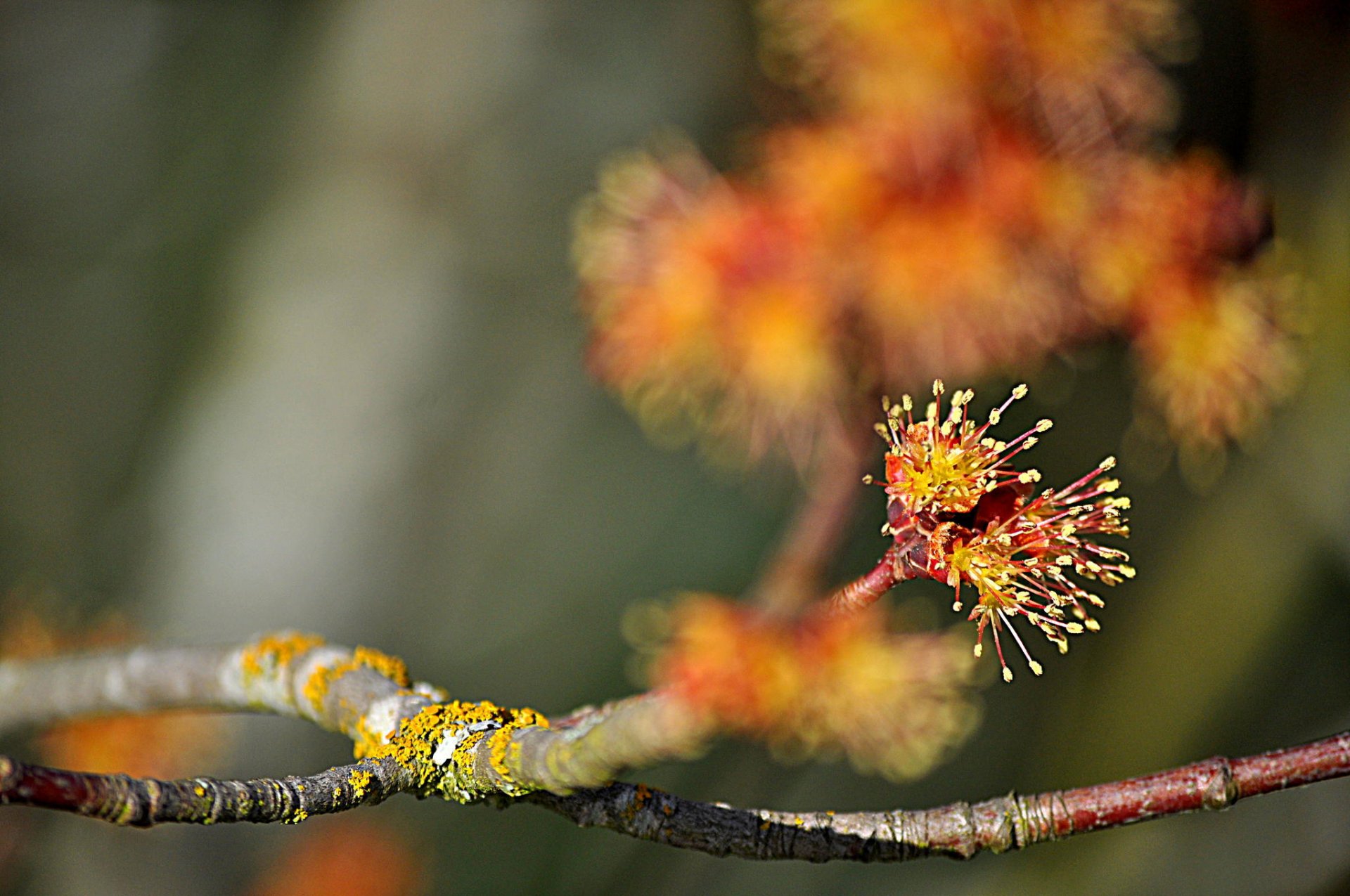 branche floraison bokeh