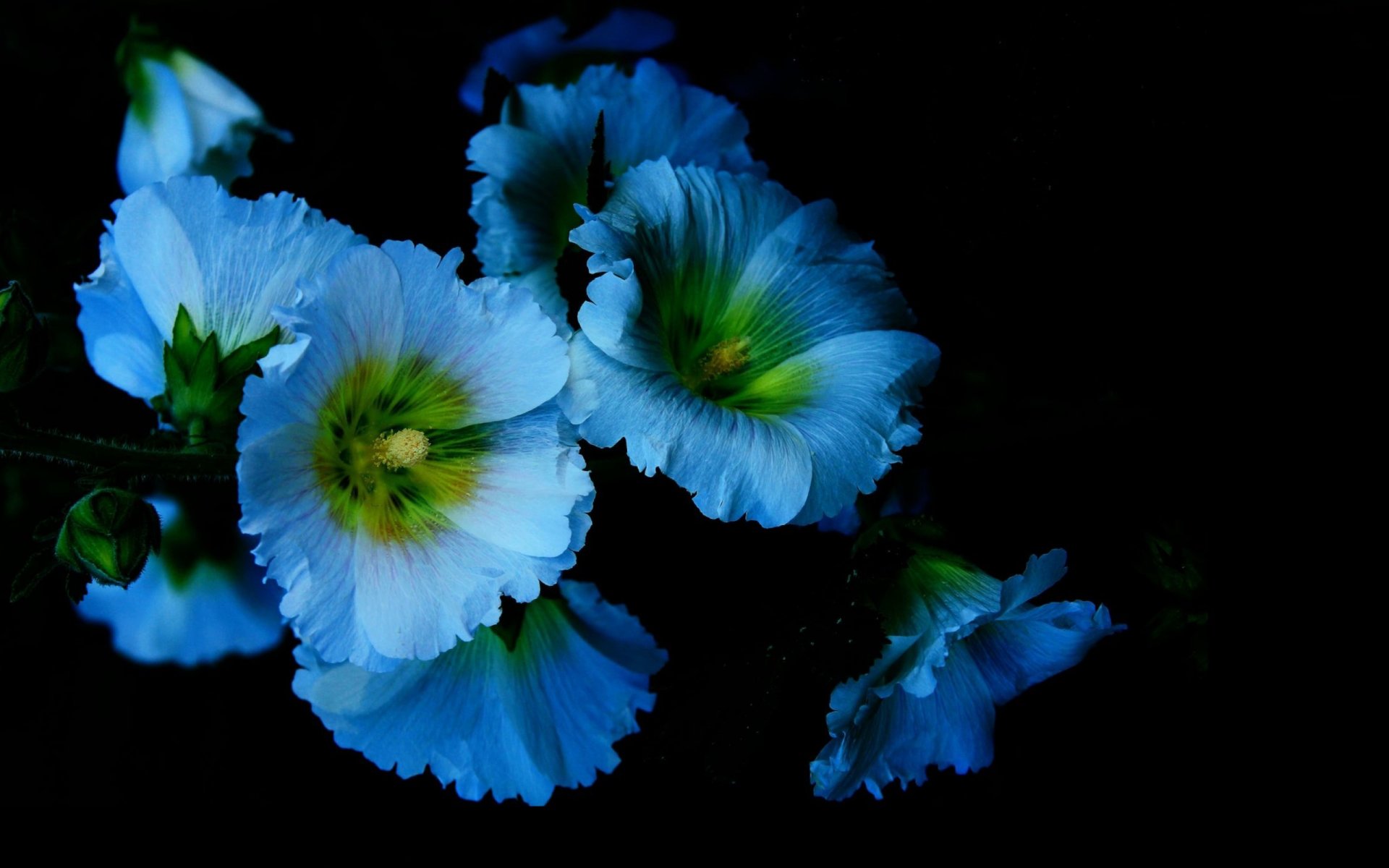 fiori petali luce ombra malva sfondo