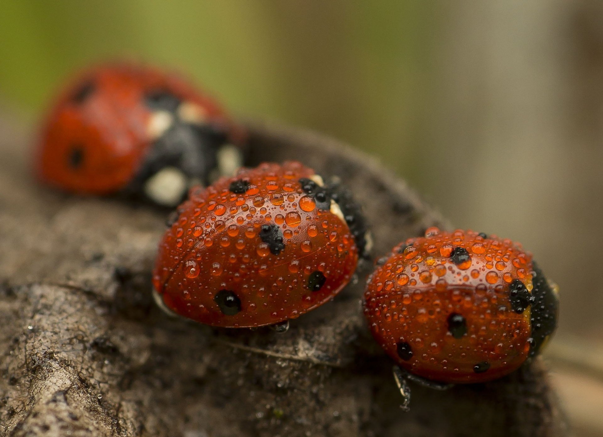 coccinelles gouttes bokeh