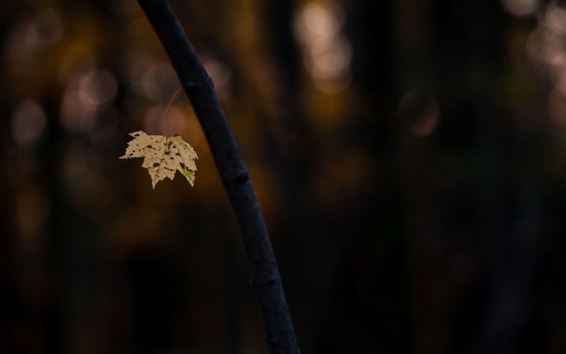 makro baum stamm zweig blatt unschärfe bokeh hintergrund tapete widescreen vollbild widescreen widescreen