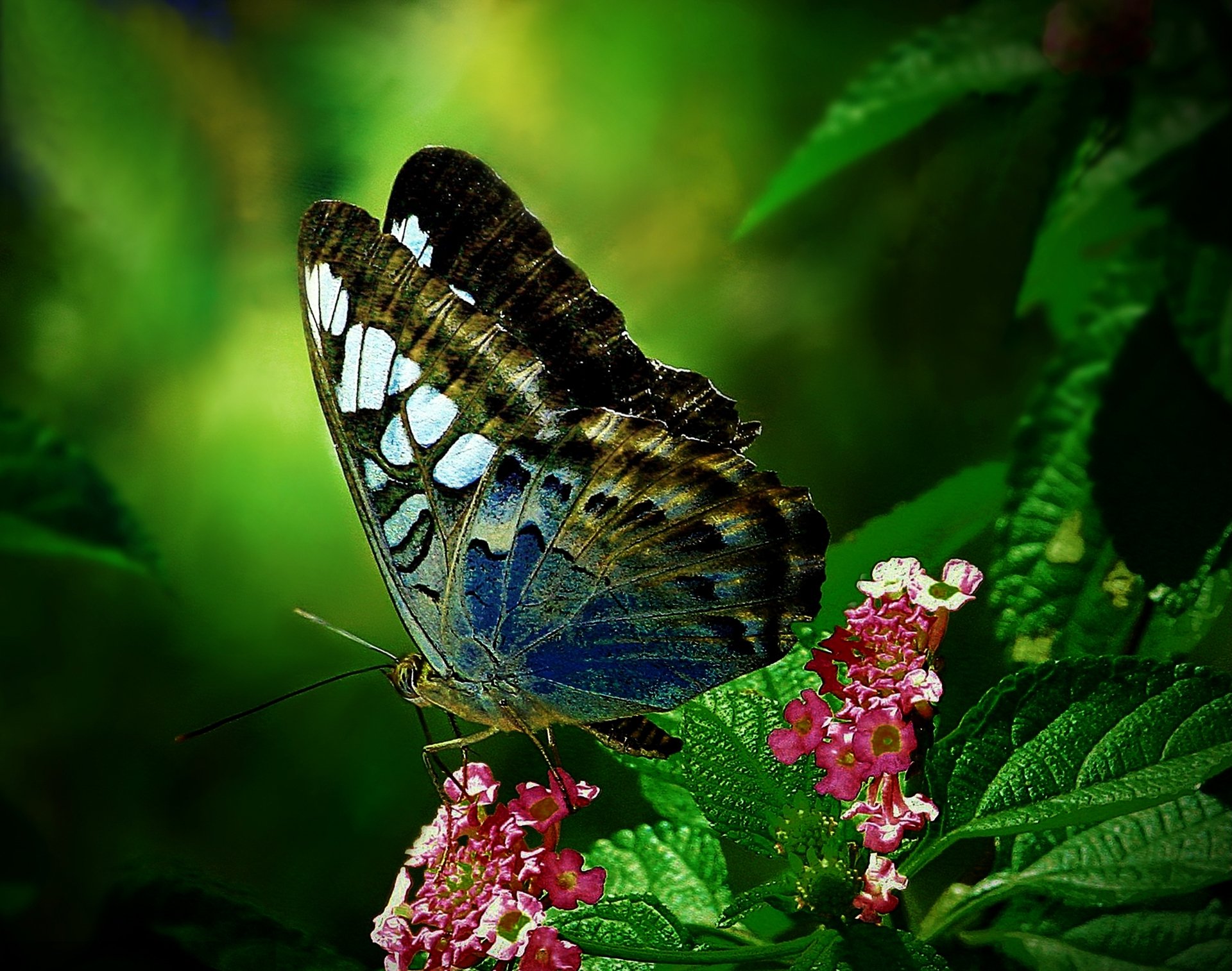 mariposa hoja flor polilla