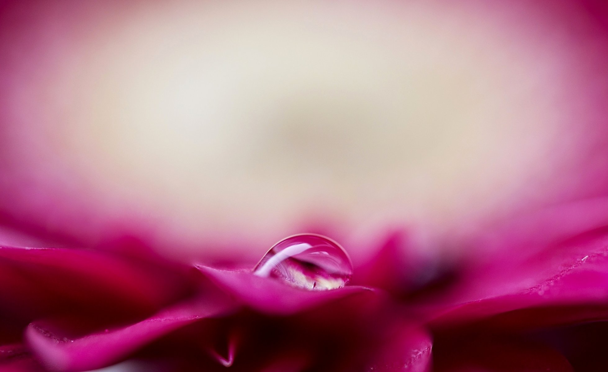 flower pink petals drop water rosa blur