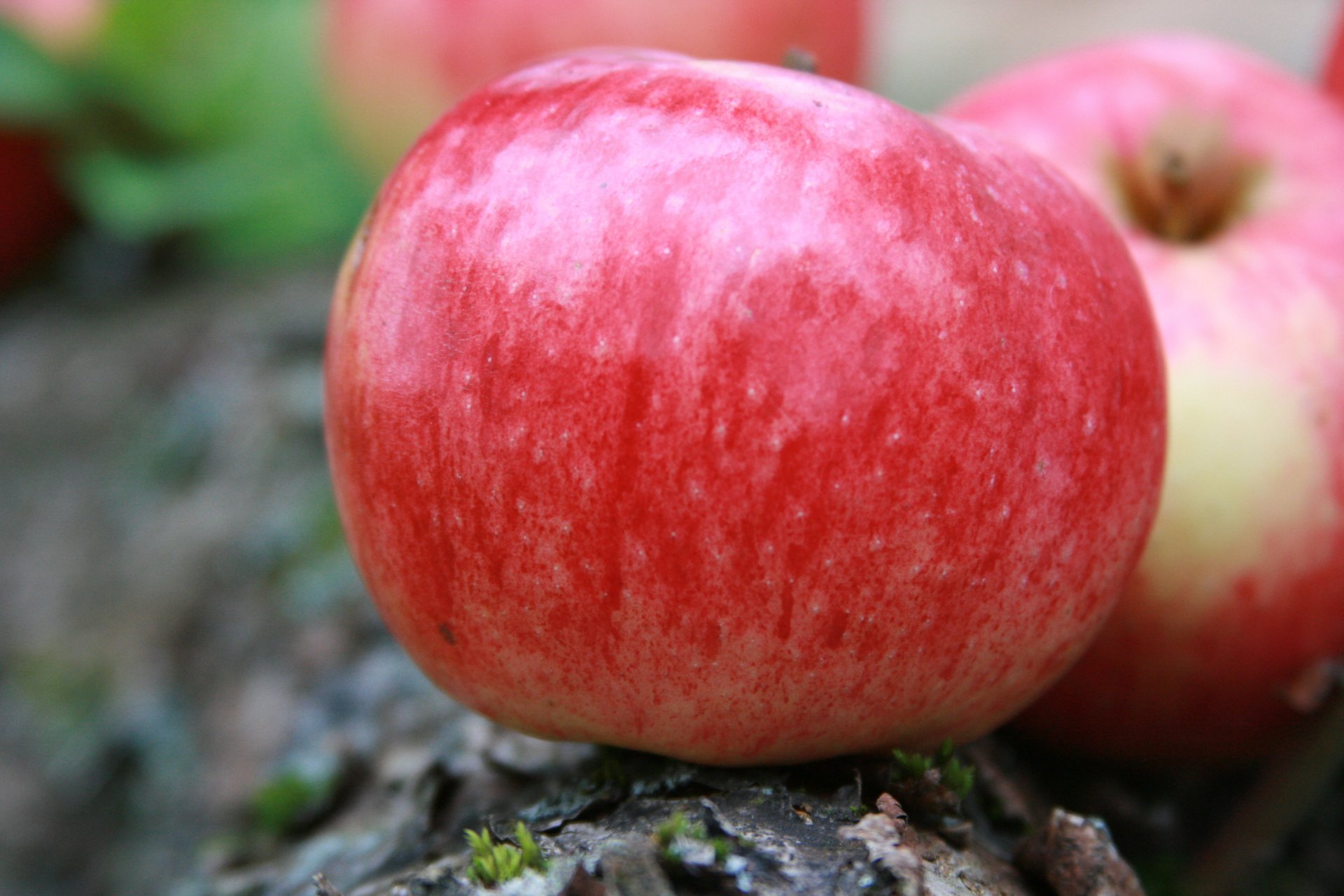 sfondo carta da parati macro natura frutta mele mela raccolto villaggio vitamine